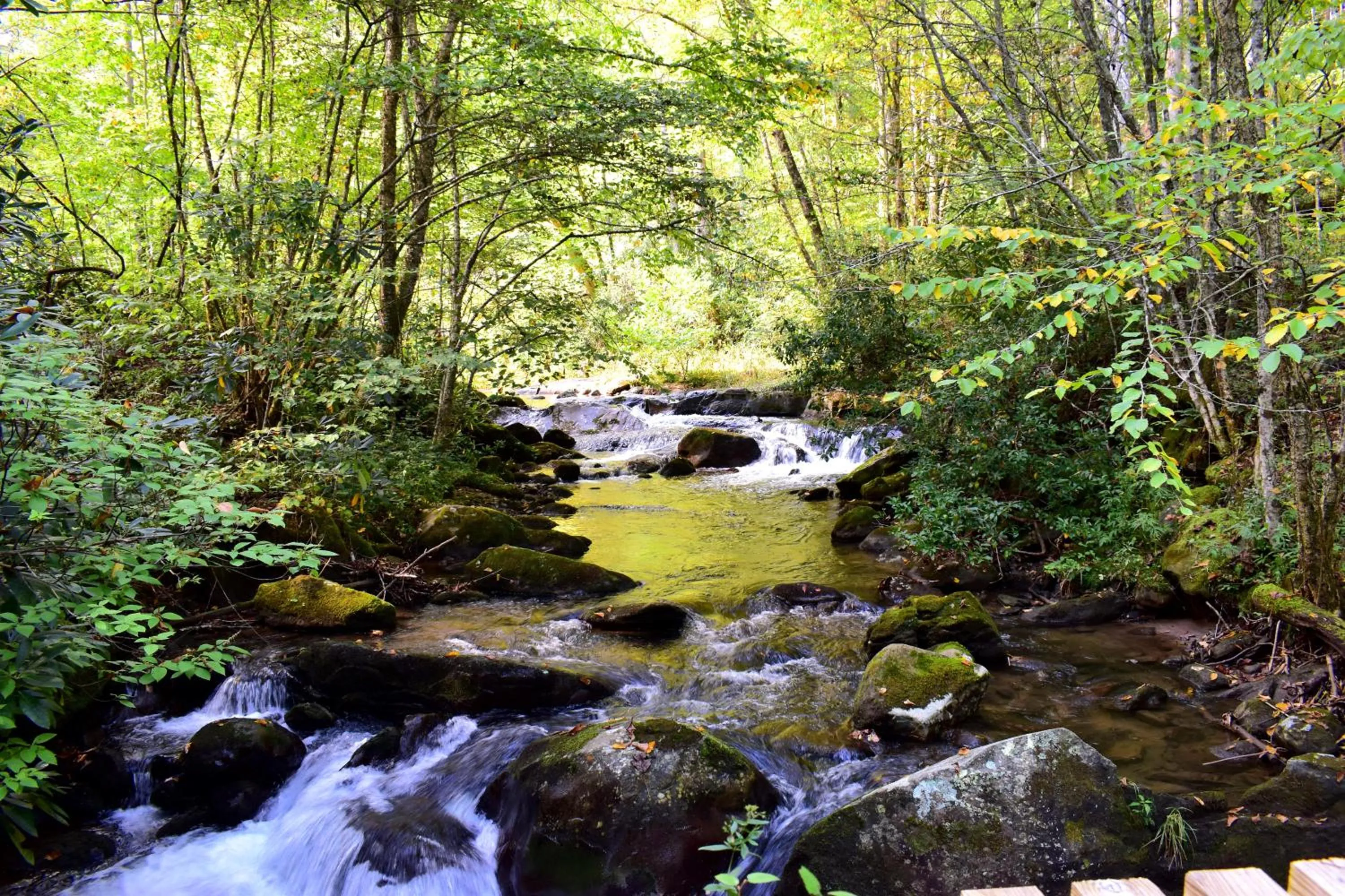 Neighbourhood in The Junction