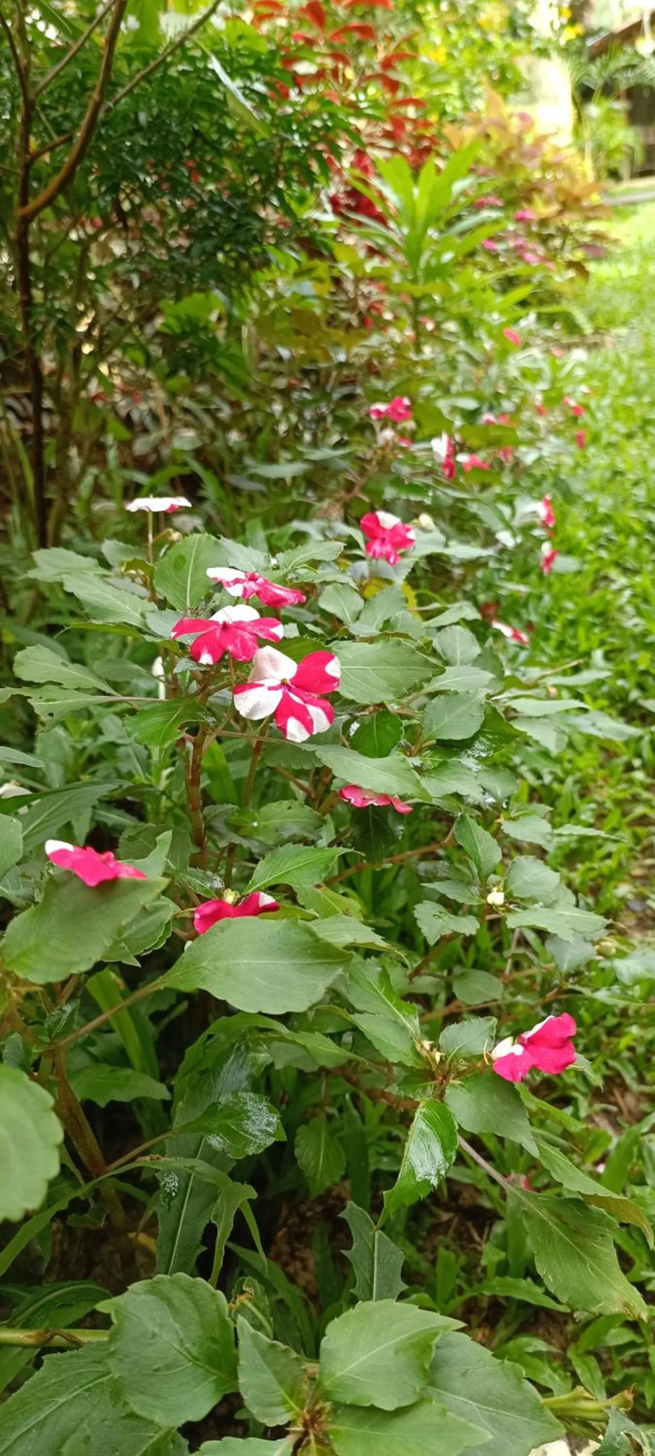 Garden in Layang Layang Home