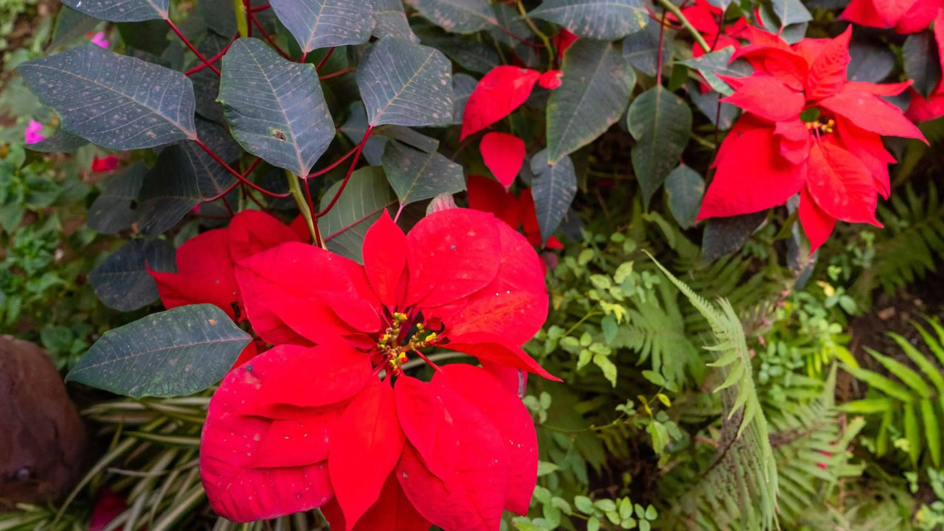 Kaimana Inn Rapa Nui