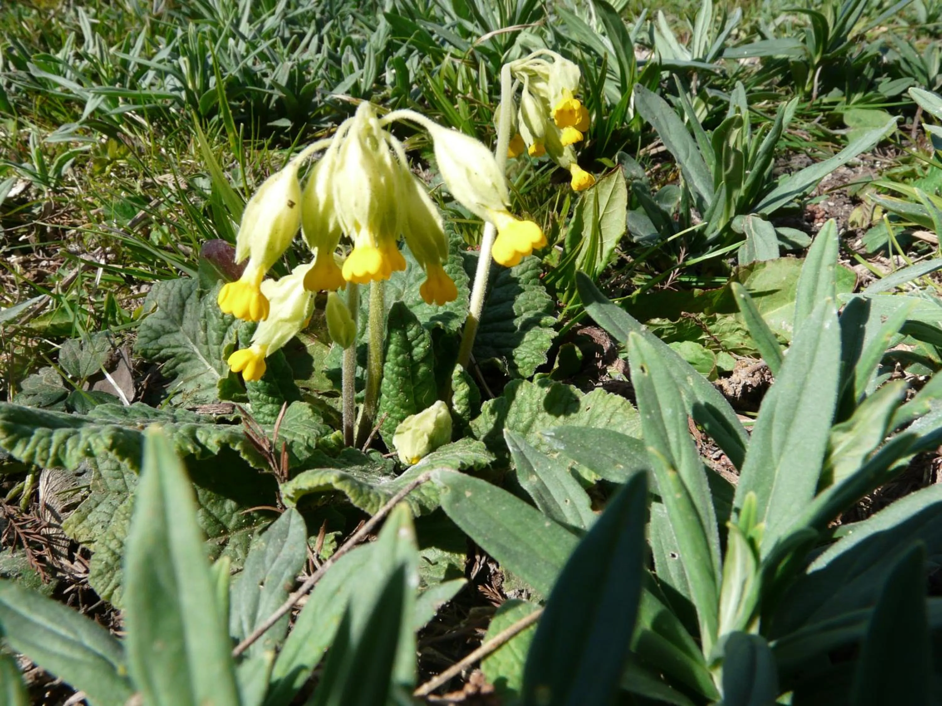 Garden in Le Parc des Aubiers