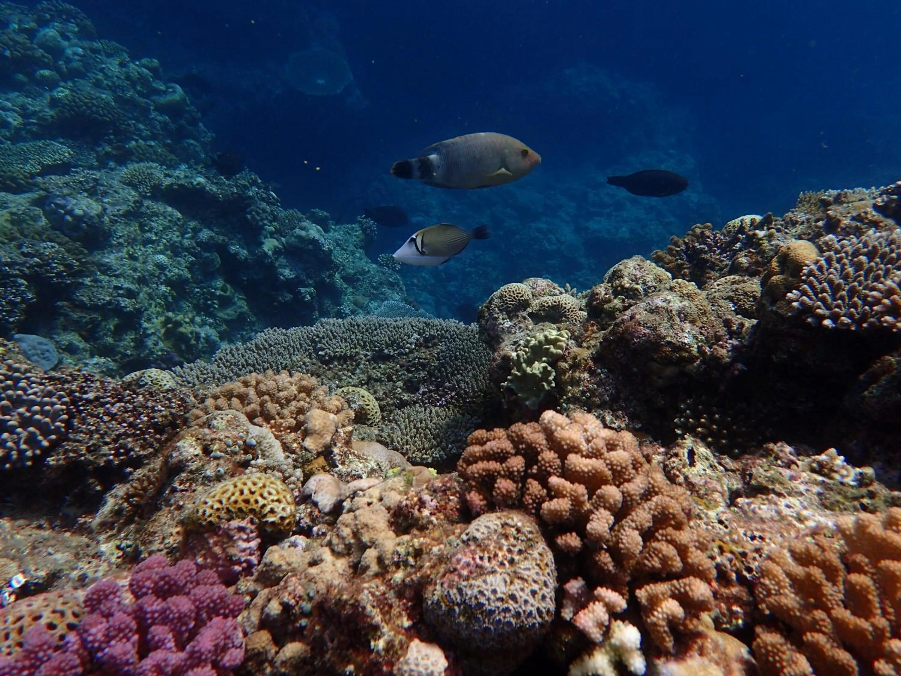 Snorkeling in Akachichi Guesthouse