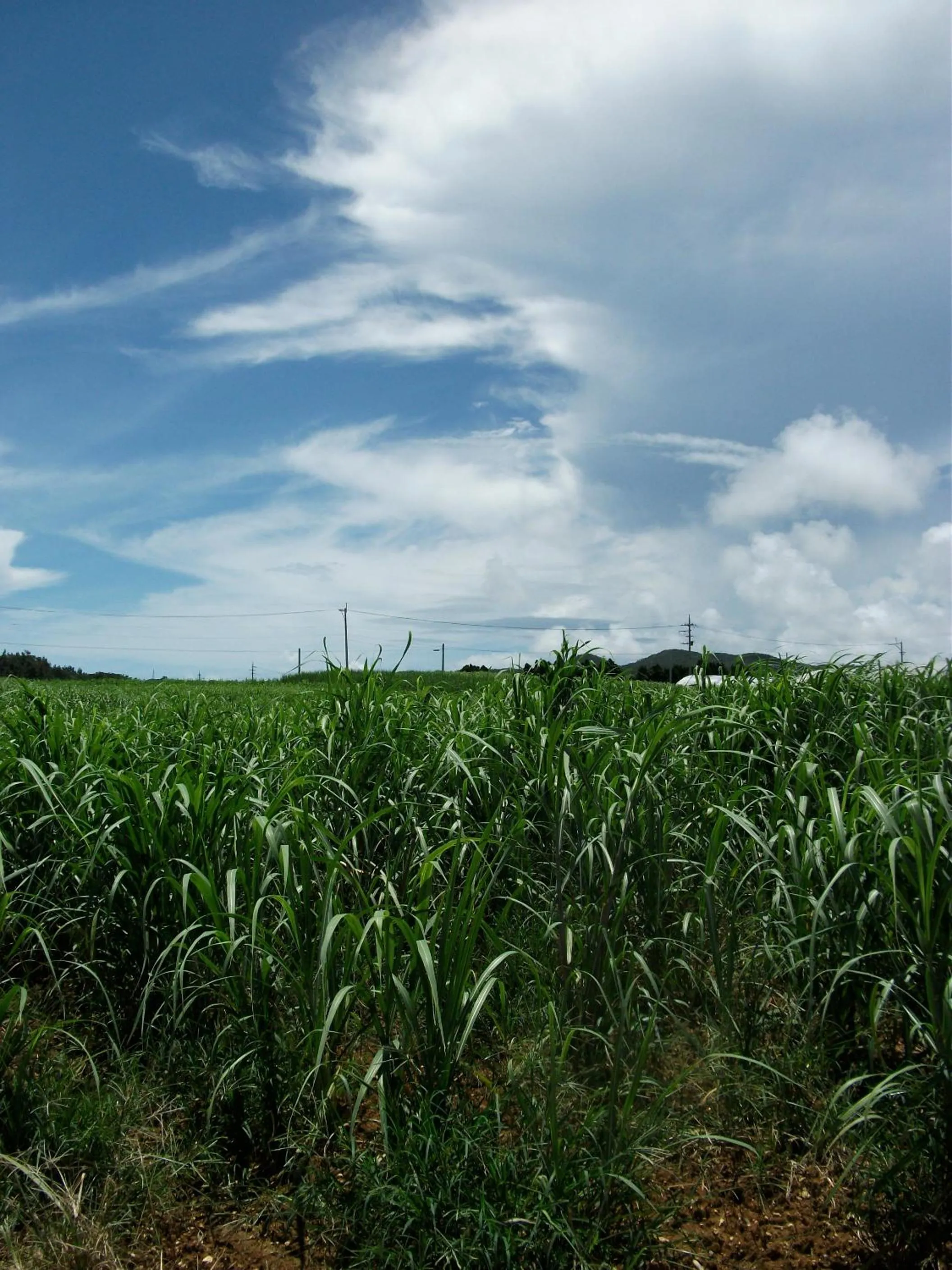 Natural landscape in Akachichi Guesthouse
