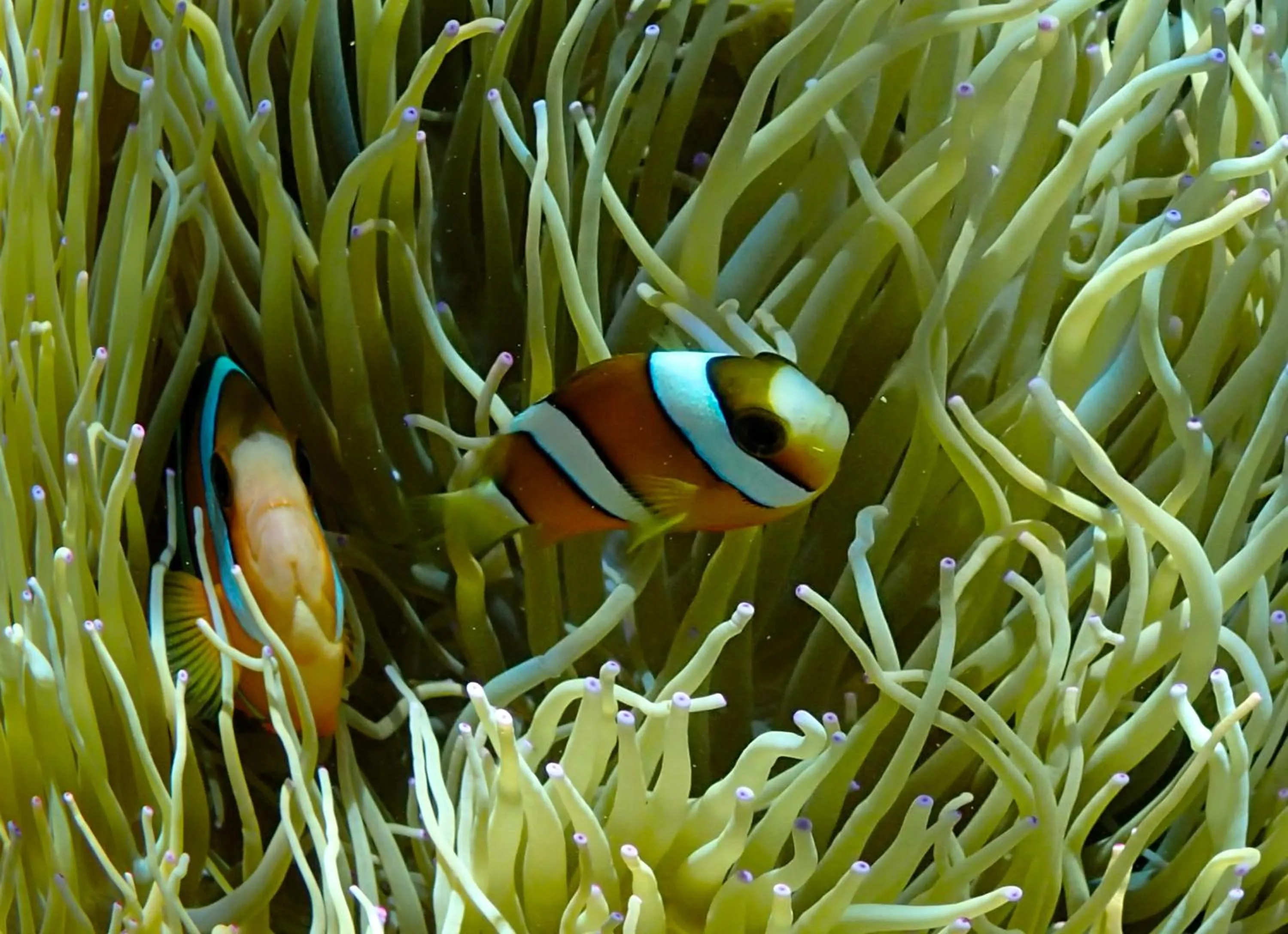 Snorkeling in Akachichi Guesthouse