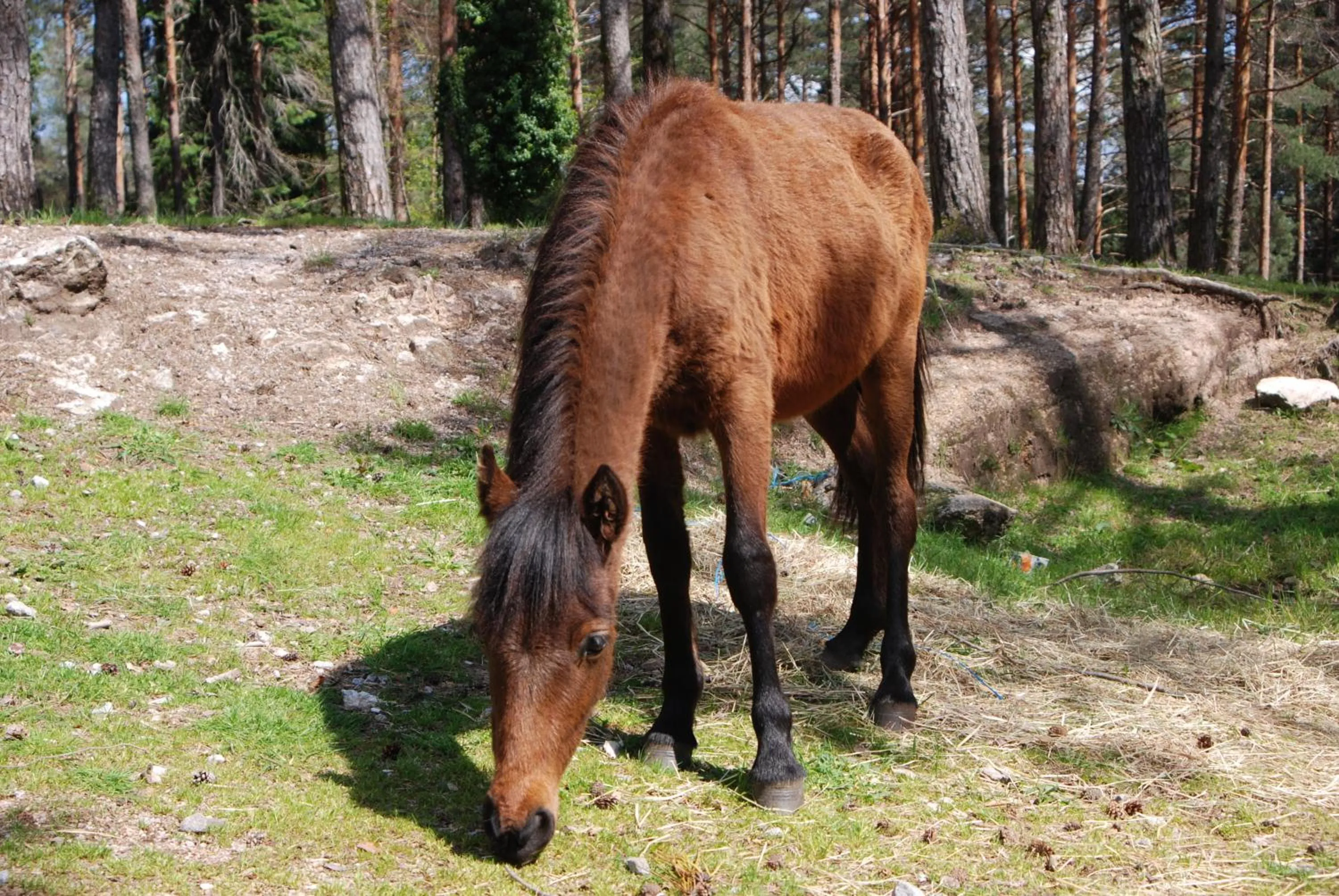 Hiking in Hotel Carvalho Araujo