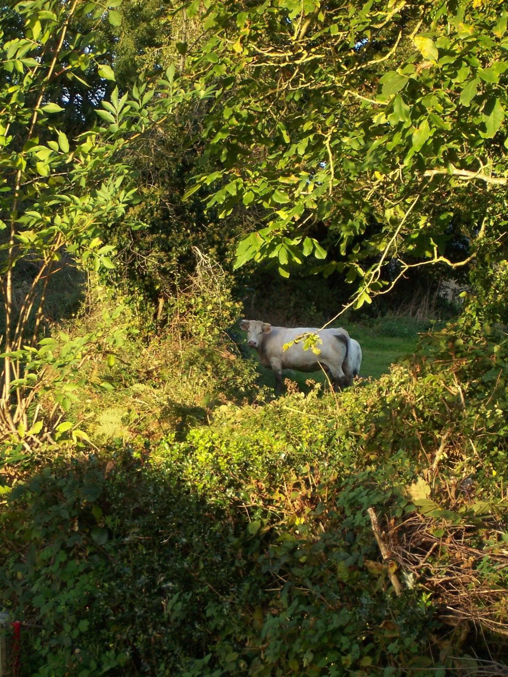 Animals in Le Cuisinier en Combraille