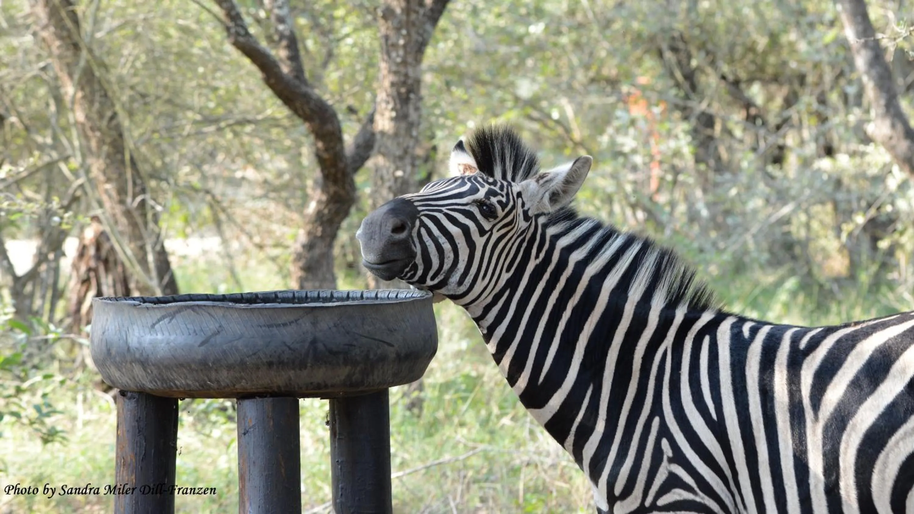Animals in Ubuntu Bed and Breakfast