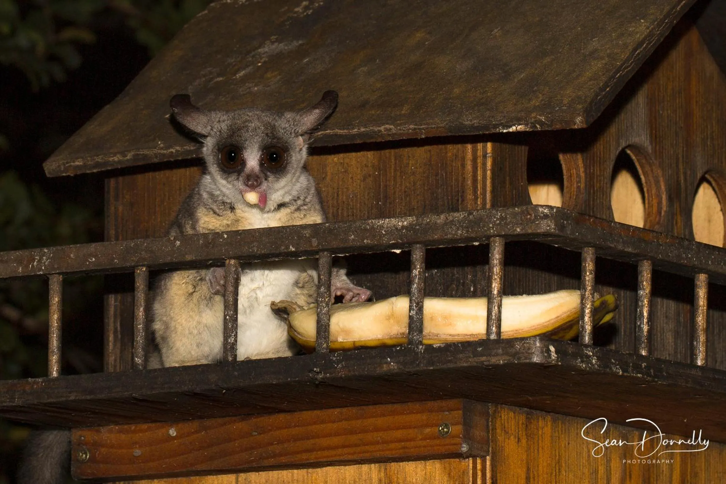Animals in Ubuntu Bed and Breakfast