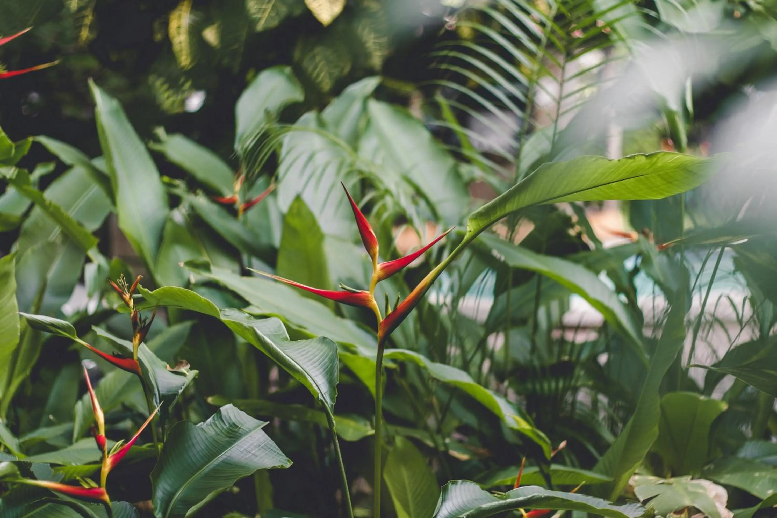 Garden in Esencia Nativa
