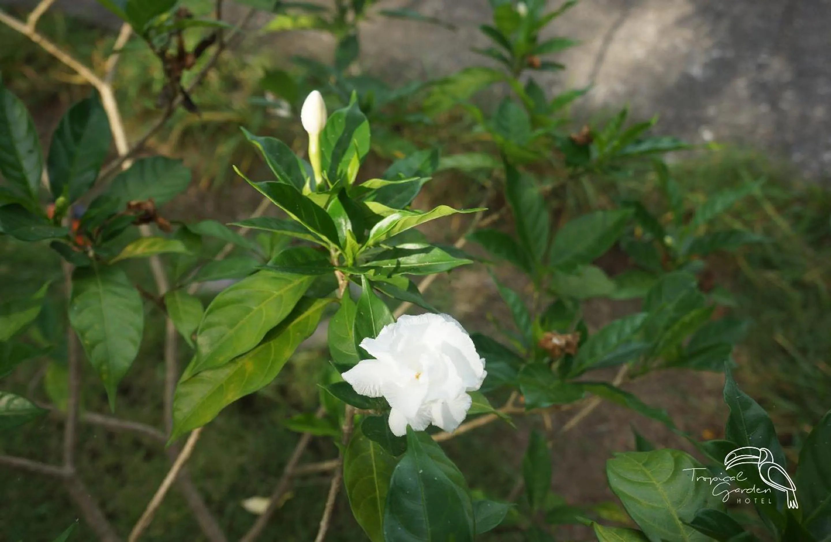 Garden in Tropical Garden Hotel