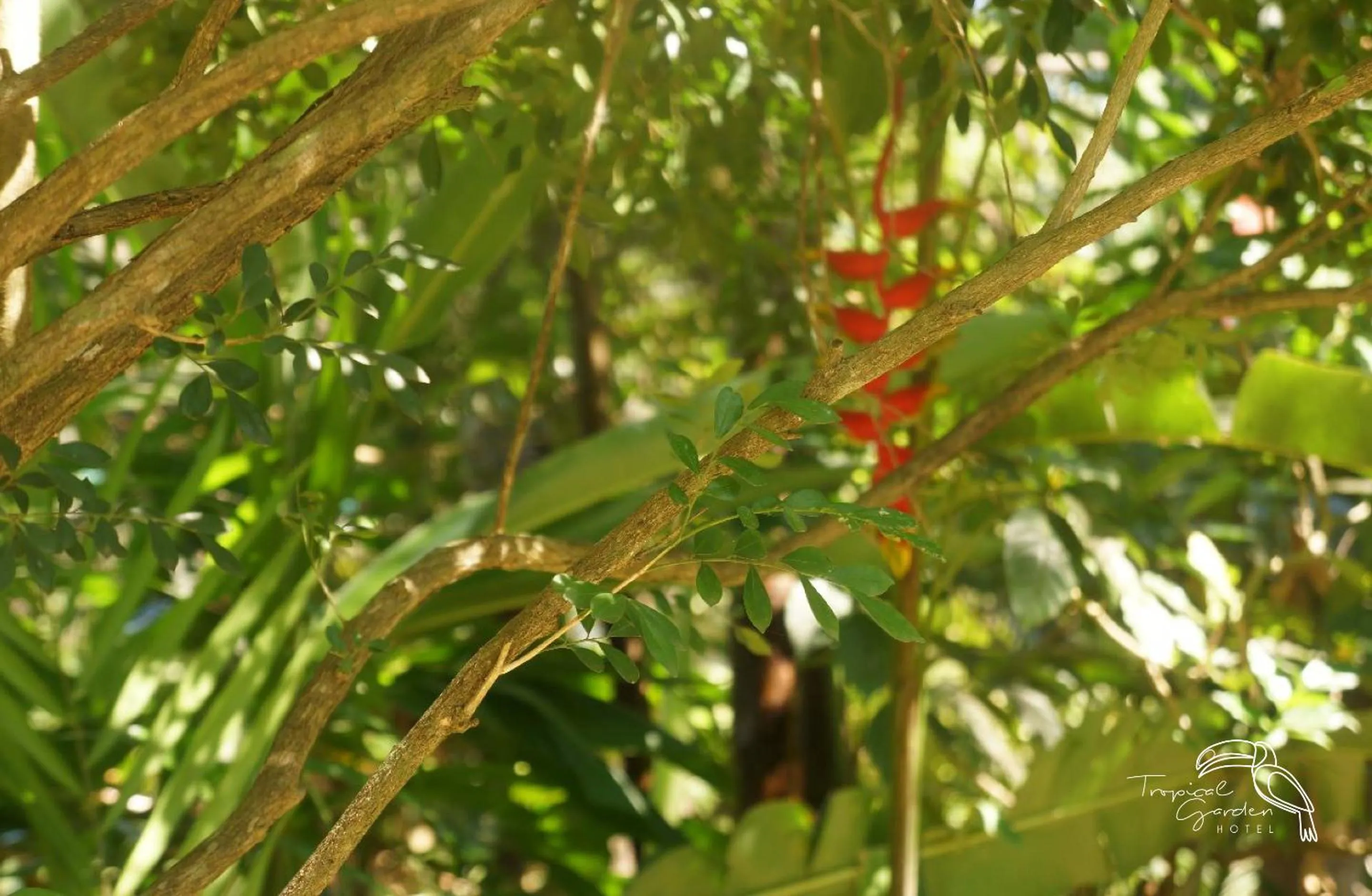 Garden in Tropical Garden Hotel