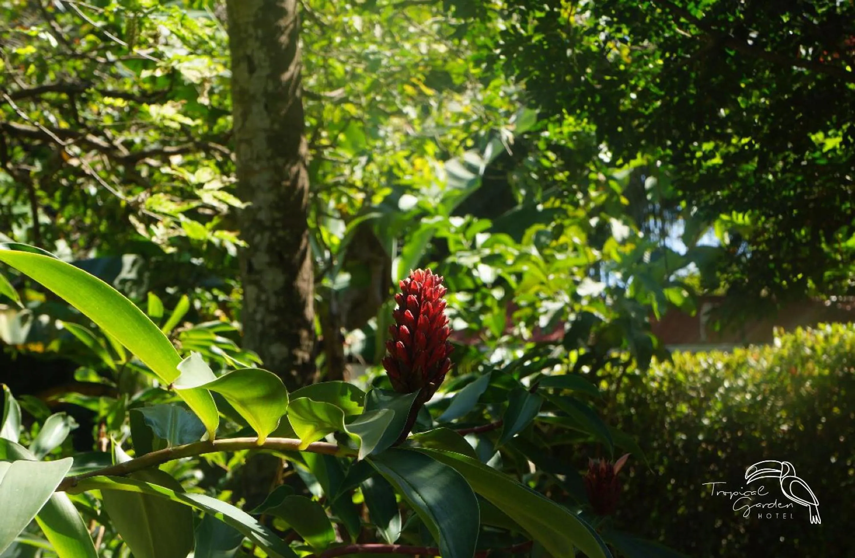 Garden in Tropical Garden Hotel