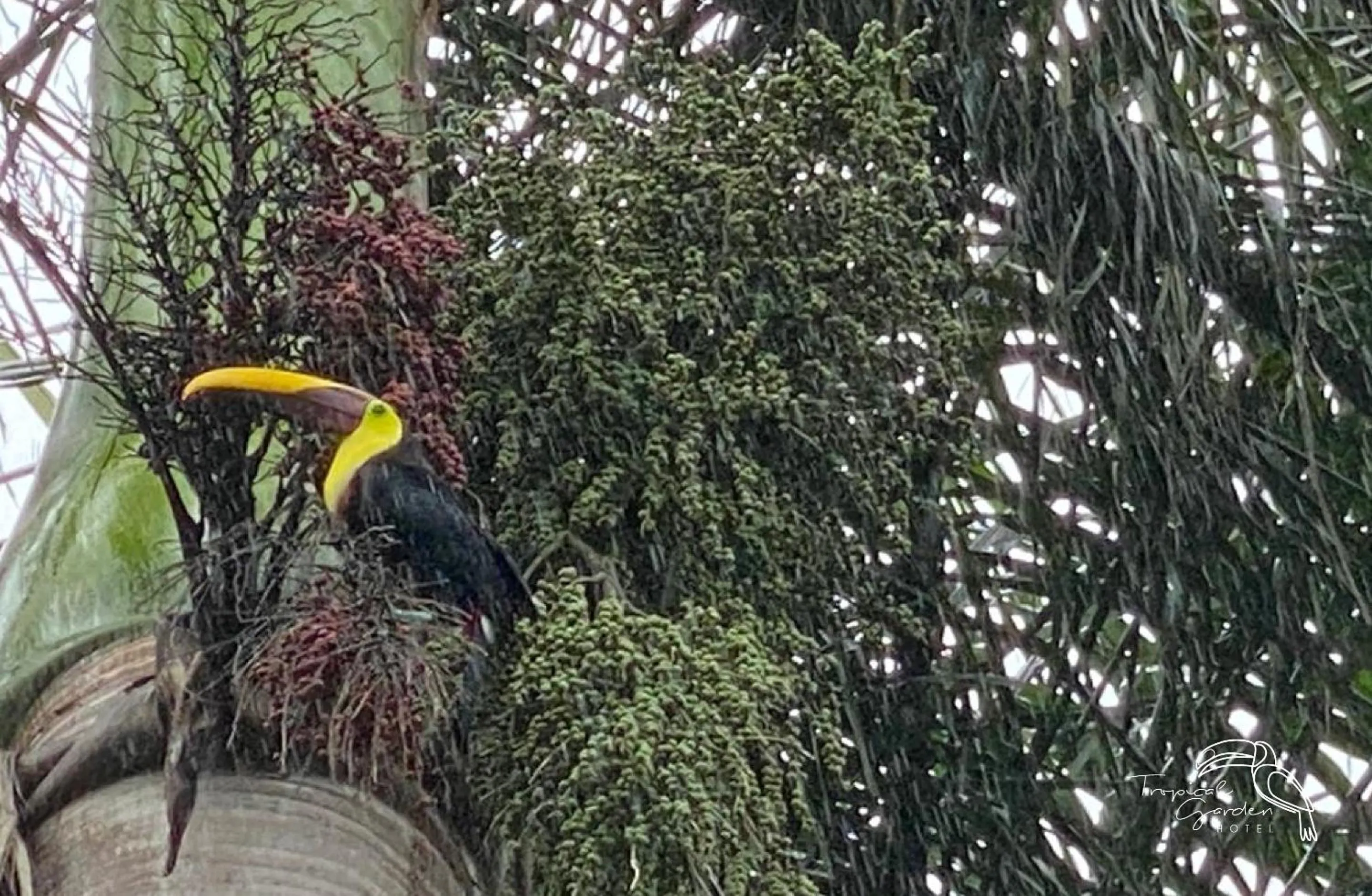 Garden in Tropical Garden Hotel