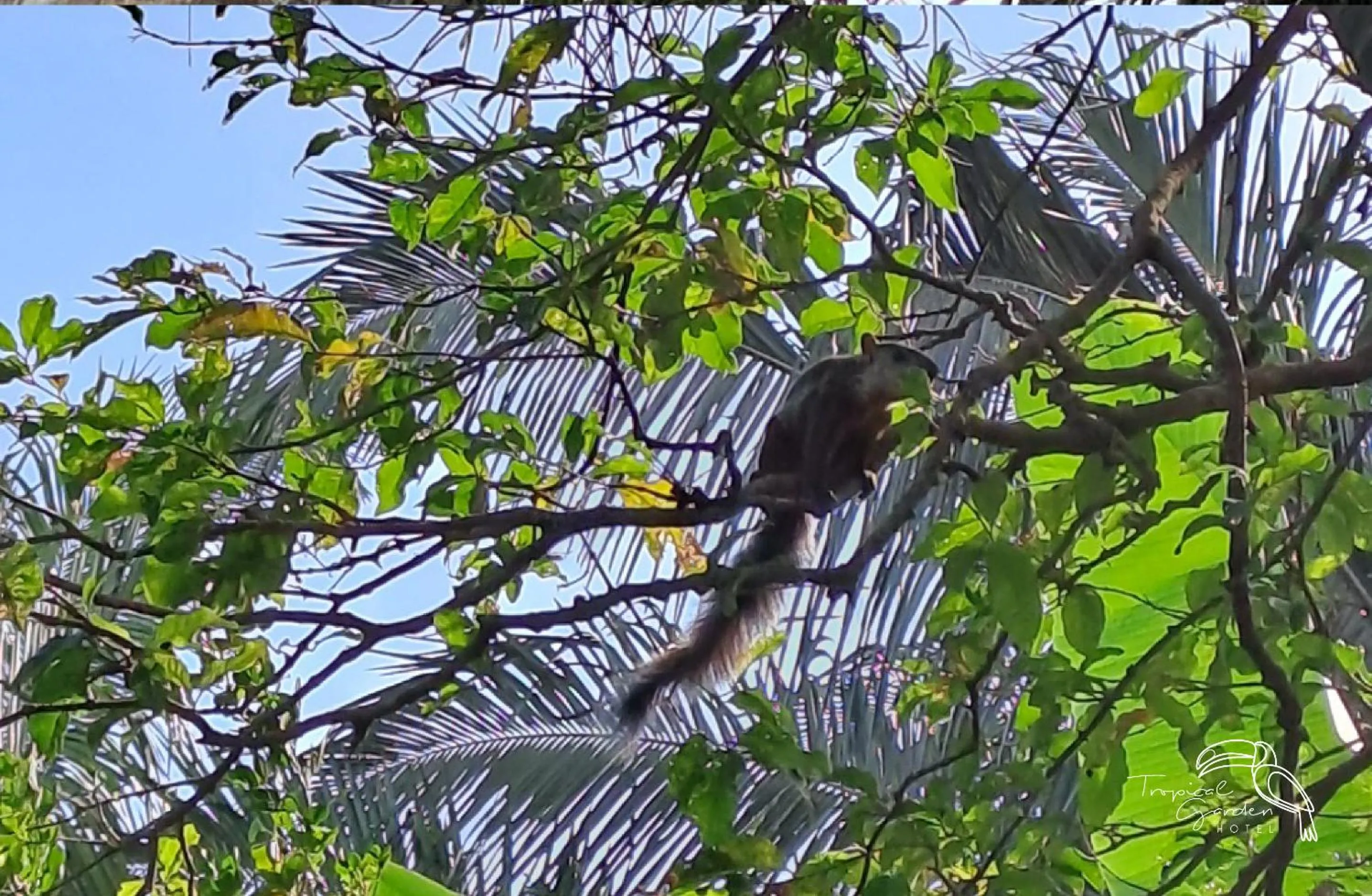 Garden in Tropical Garden Hotel