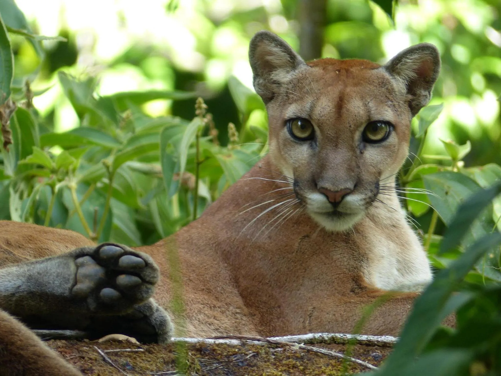 Animals in Copa De Arbol Beach & Rainforest Resort