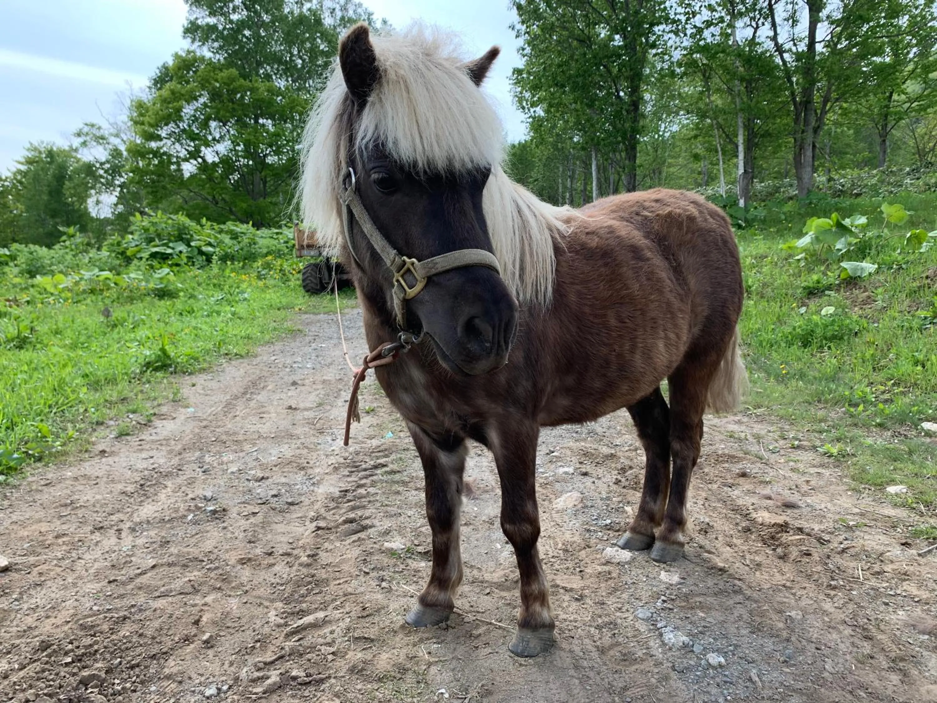 Animals in Lodge Romulus