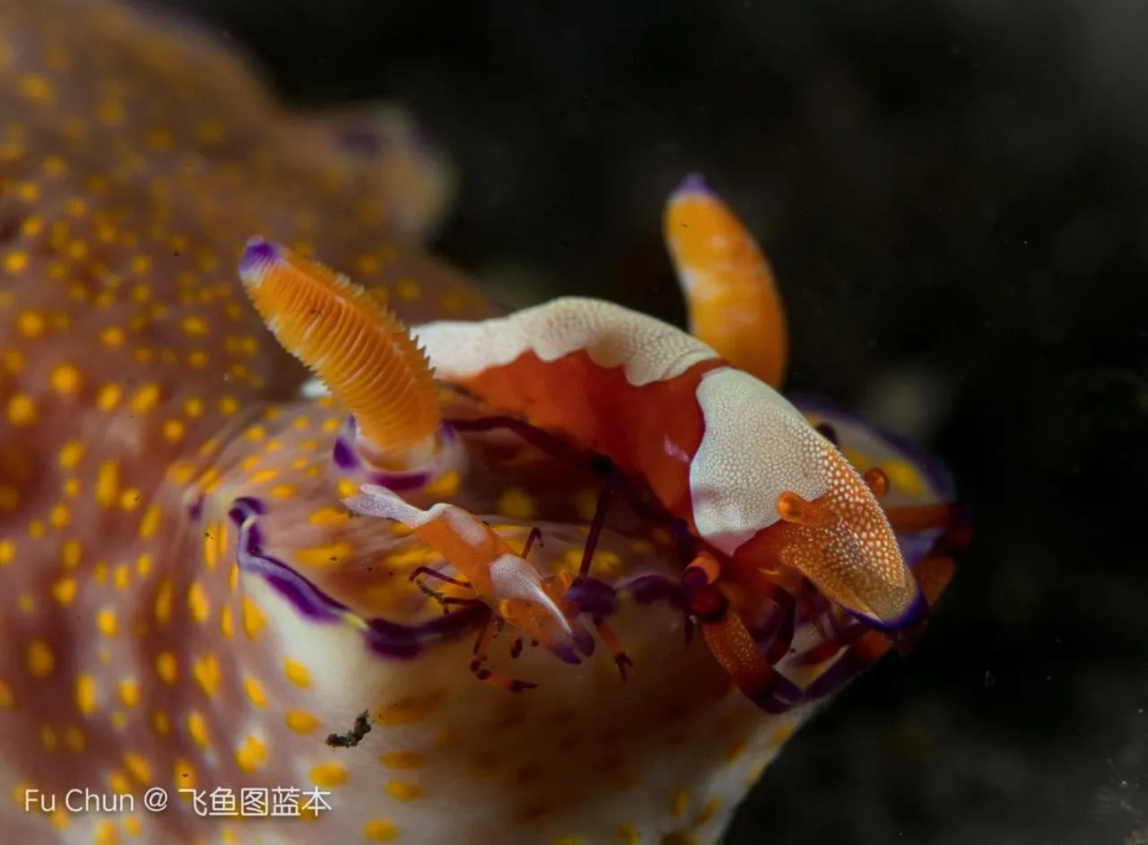 Animals in The Village Bunaken
