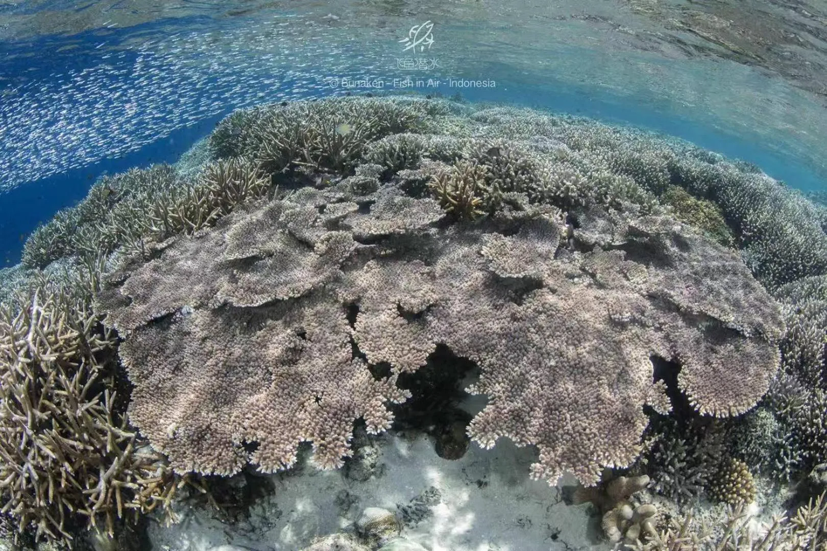 Diving in The Village Bunaken