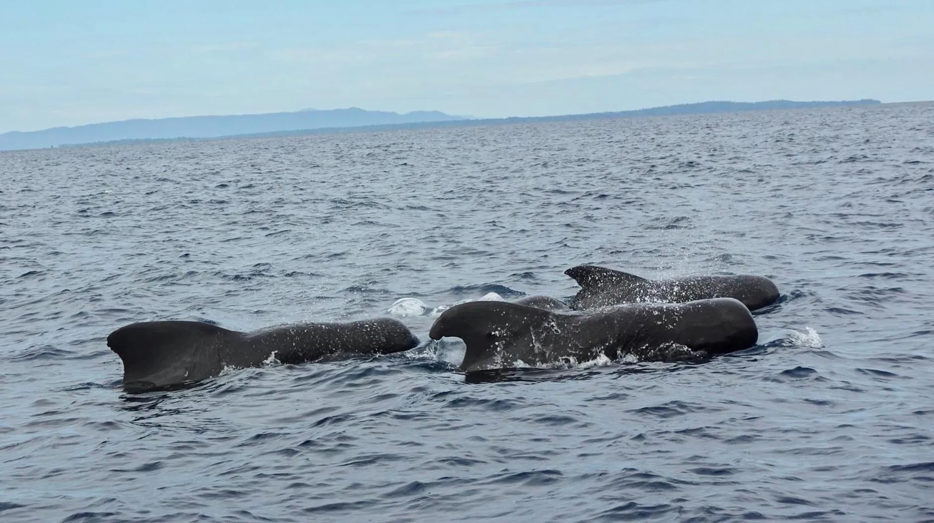 Animals in The Village Bunaken