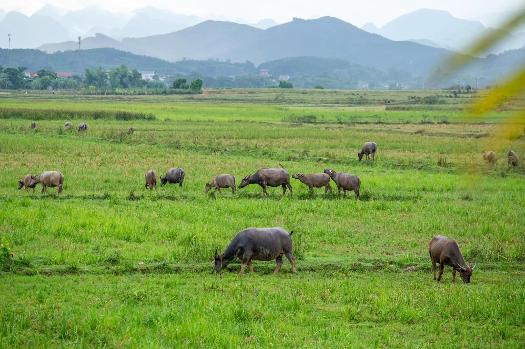 Phong Nha Farmstay