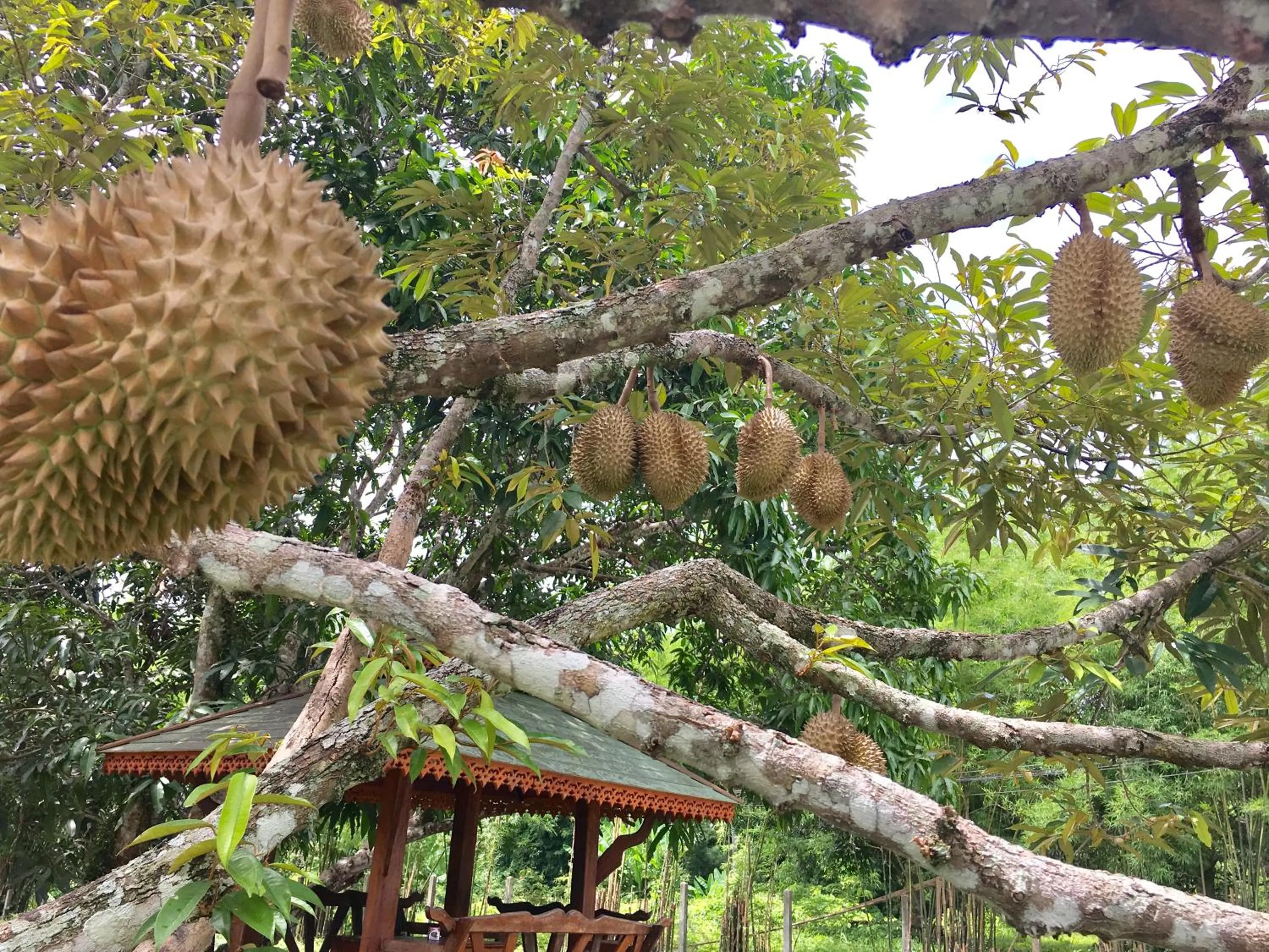 On site in นาหินลาดรีสอร์ท Nahinlad Resort