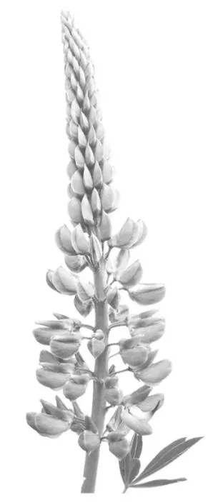 Lupinenhotel Bodensee