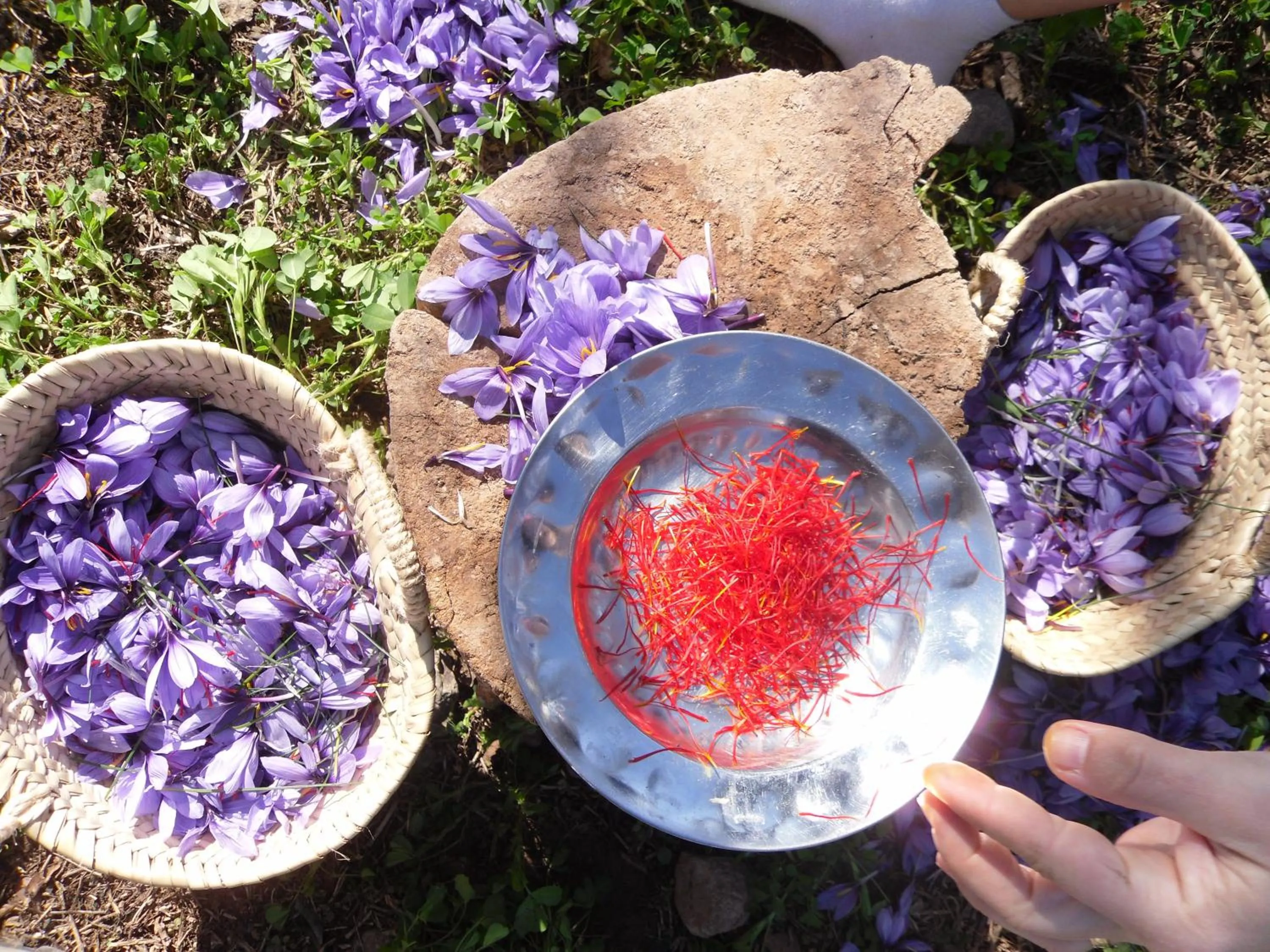 Activities in Auberge Restaurant le Safran