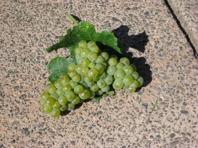 Pearlessence Vineyard Inn