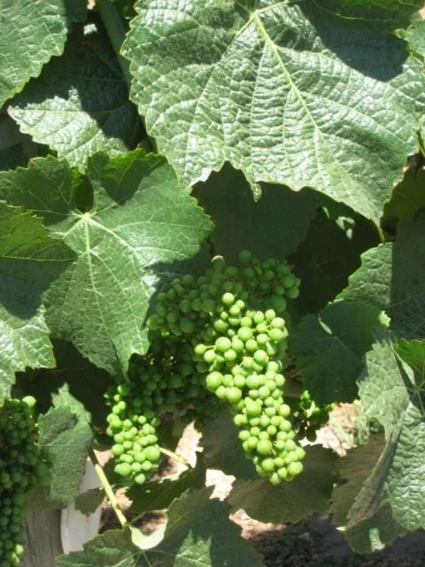 Pearlessence Vineyard Inn