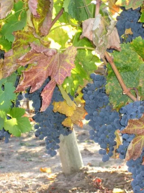 Pearlessence Vineyard Inn