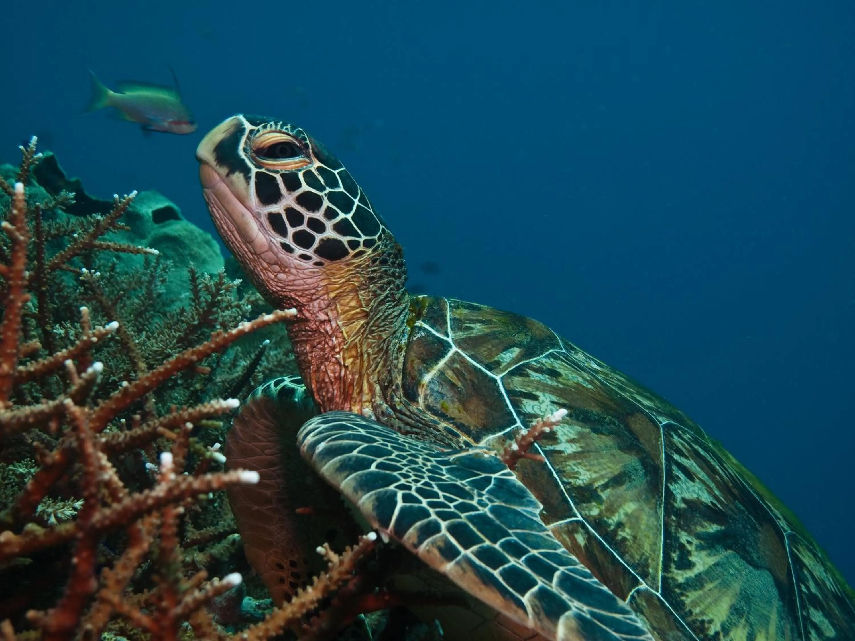 Diving in Scandi Divers