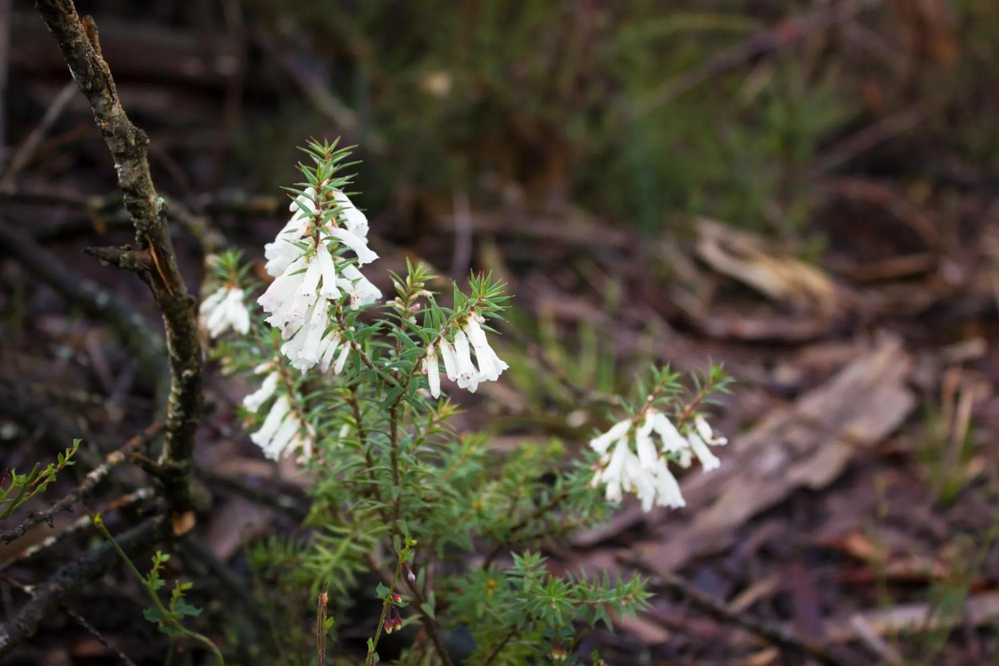 Natural landscape in Marwood Villas