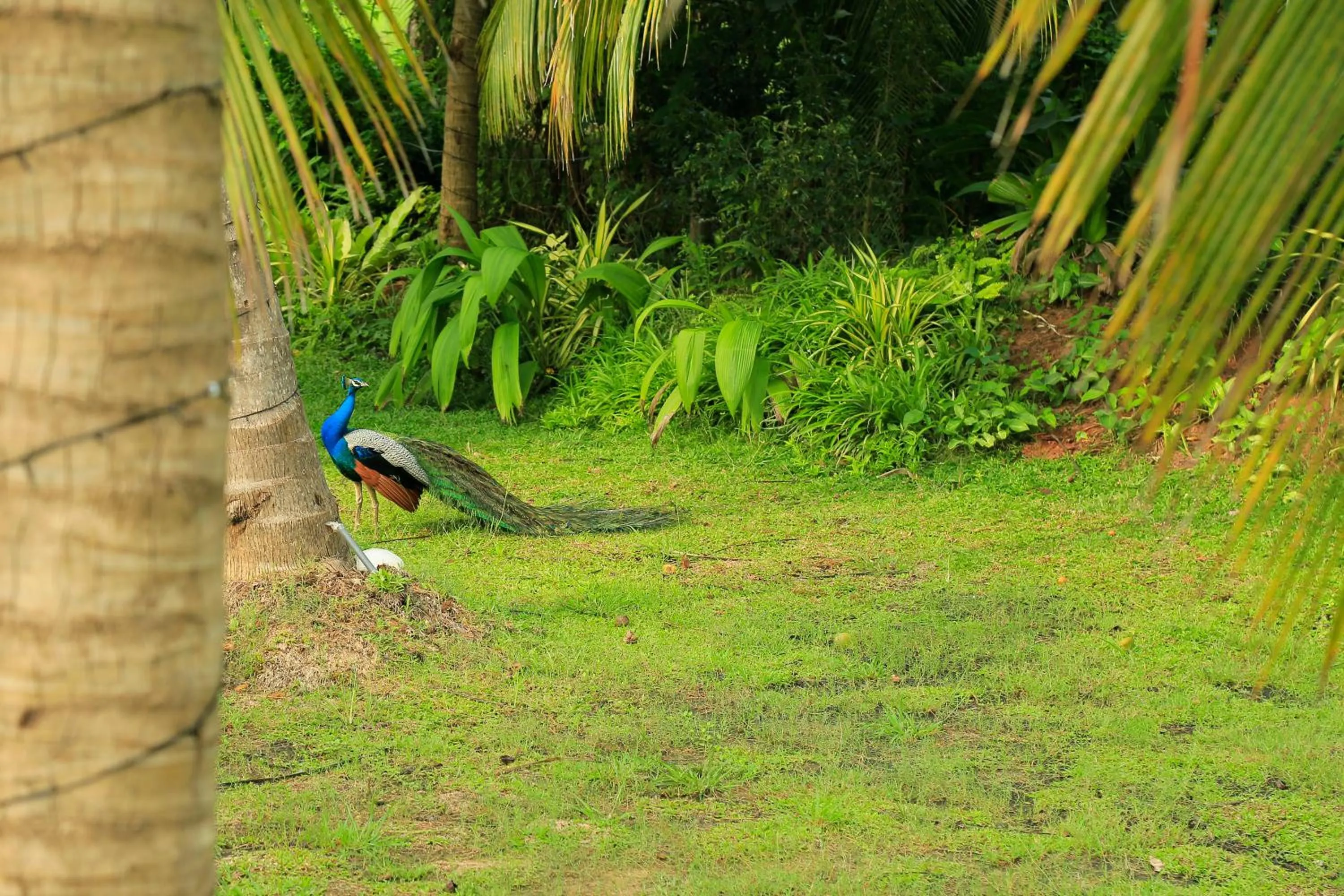 Garden in Tara Watergate