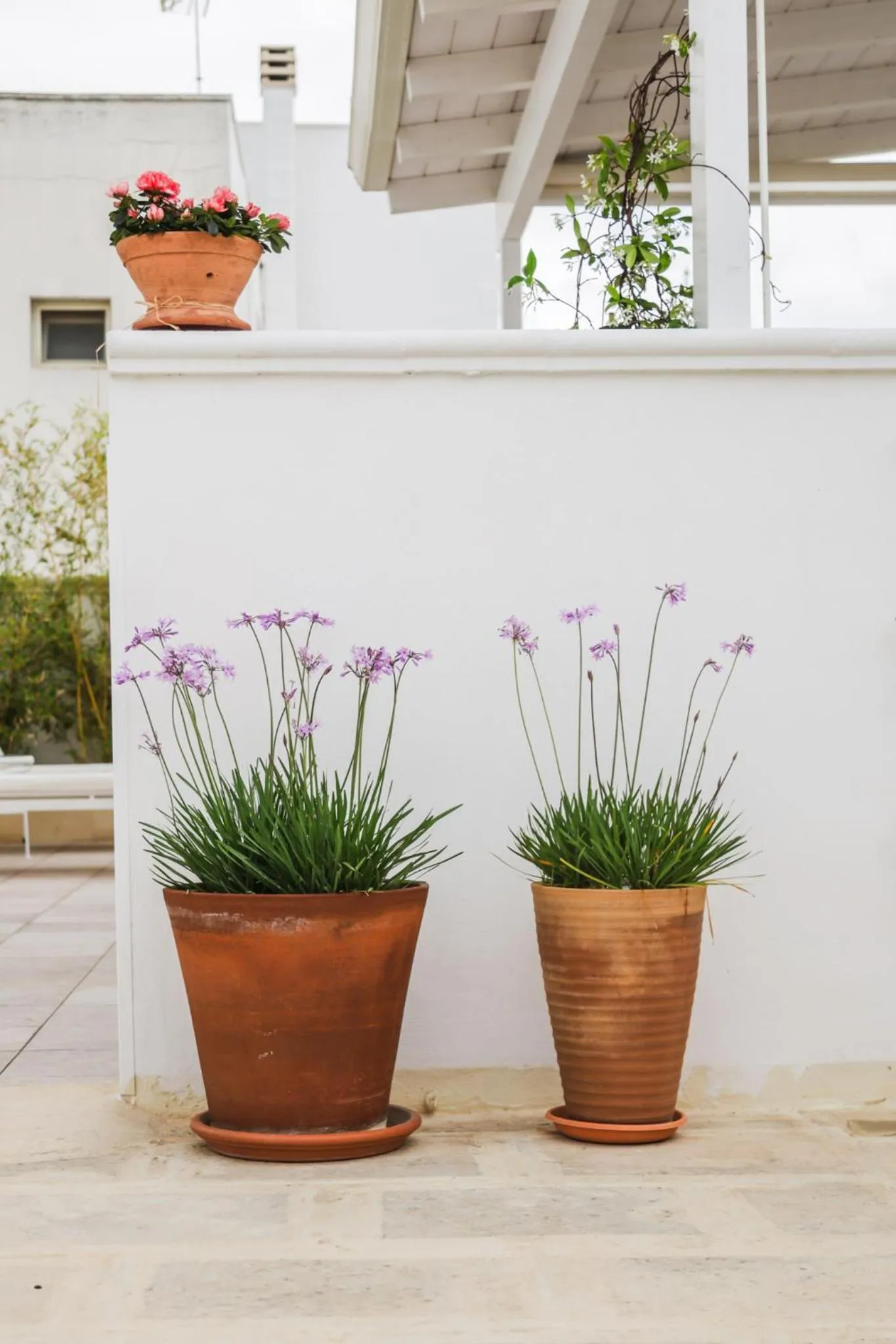 Garden in Sea Suites