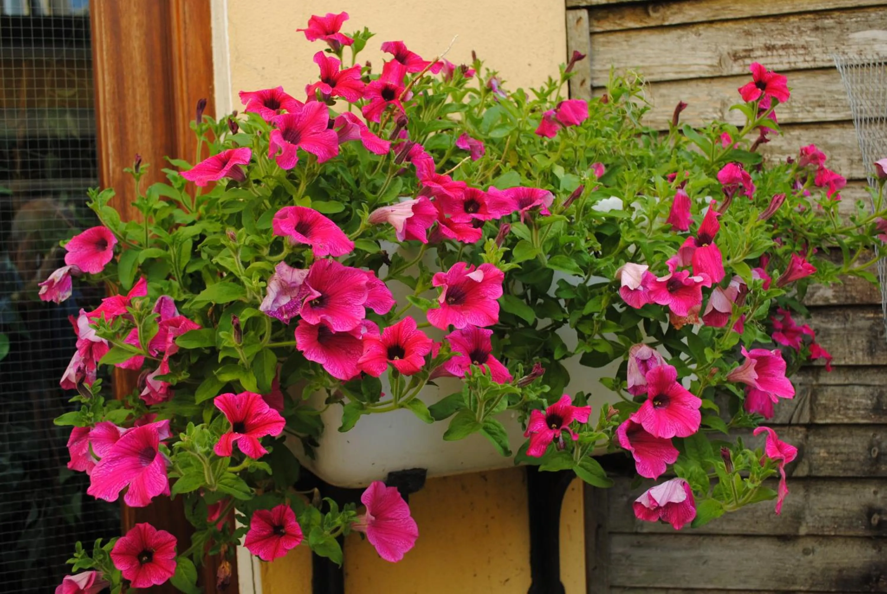 Decorative detail in Abbey Lodge