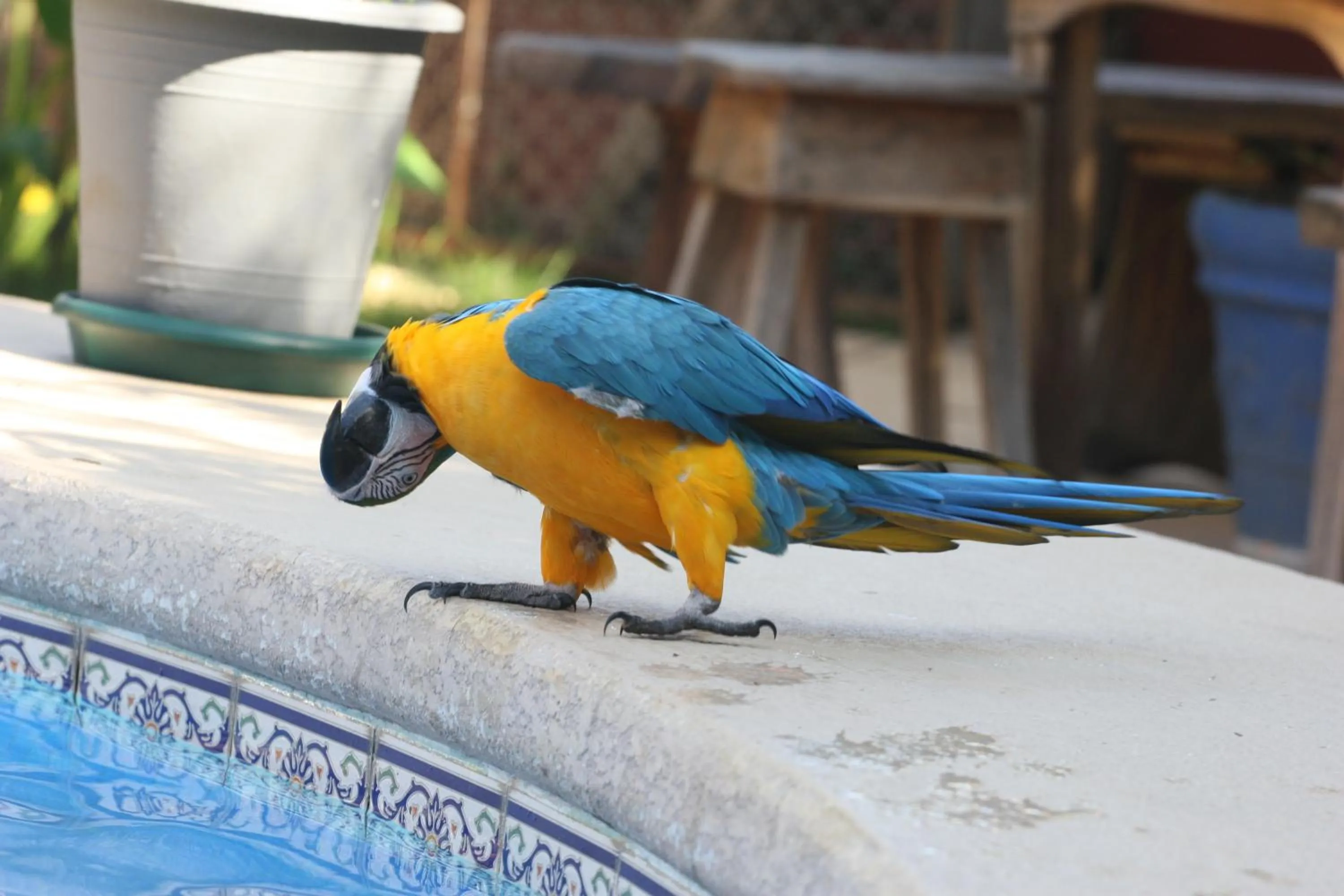 Animals in Massai Apartments