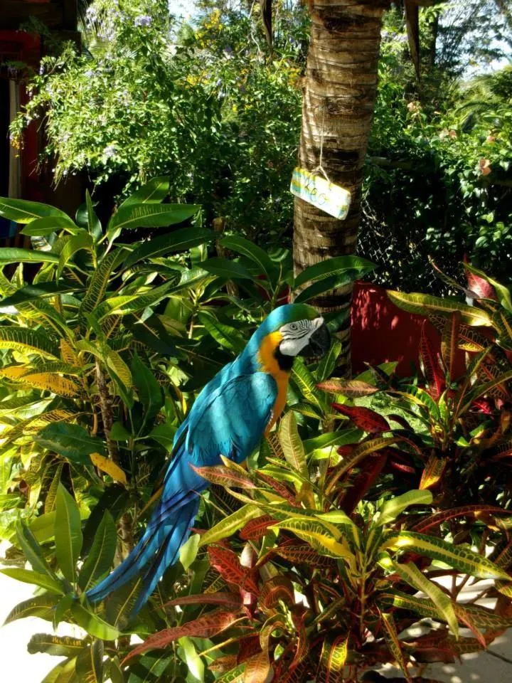 Animals in Massai Apartments
