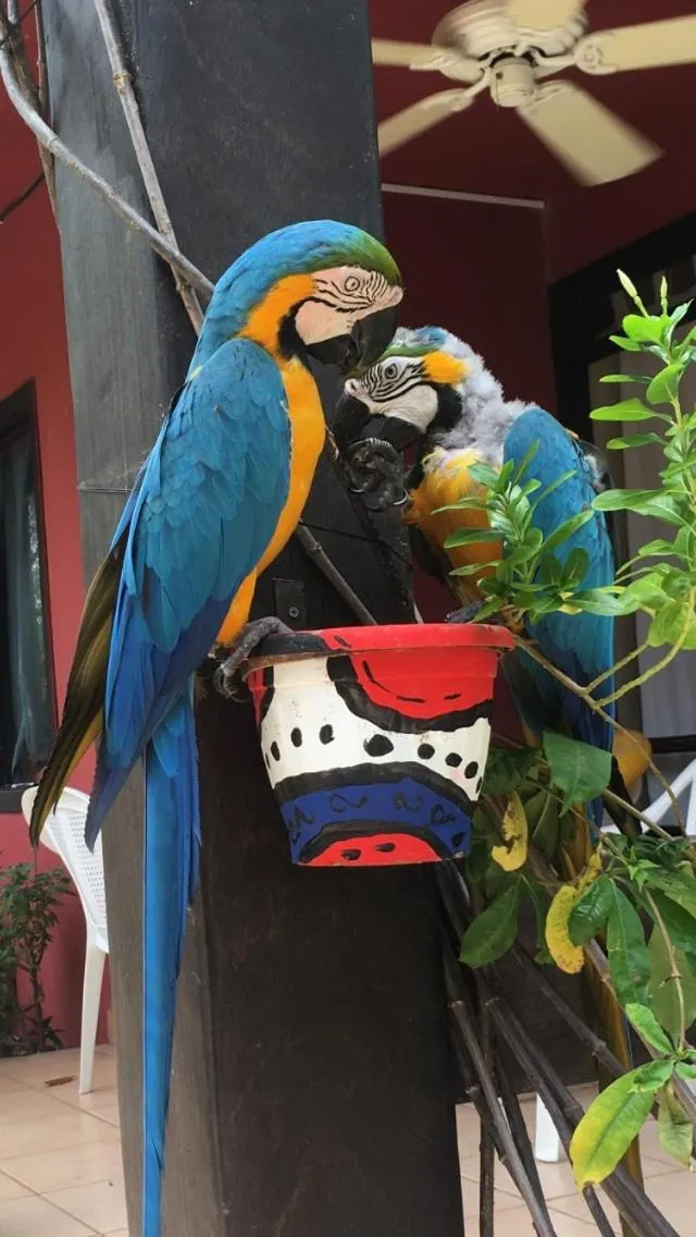 Animals in Massai Apartments