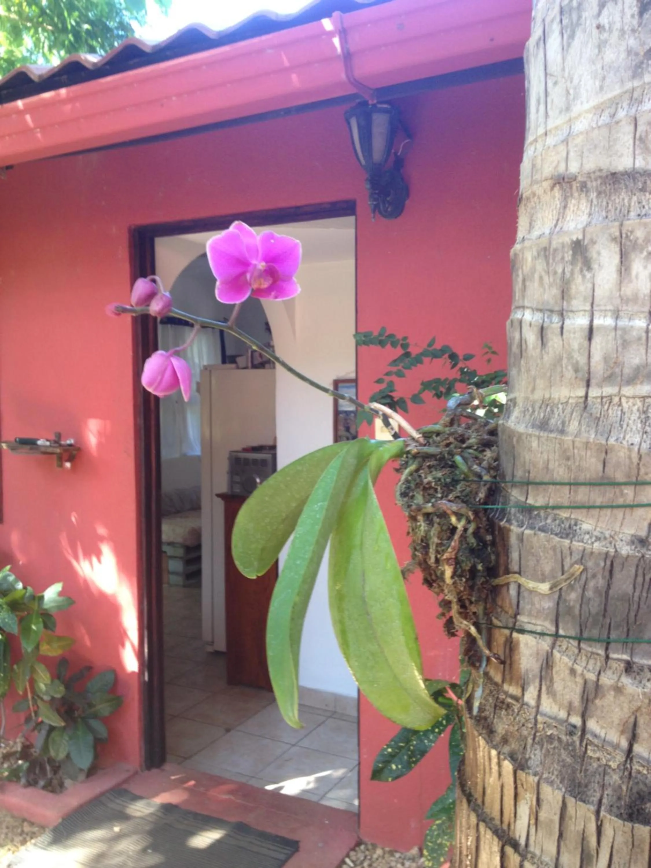 Garden in Massai Apartments