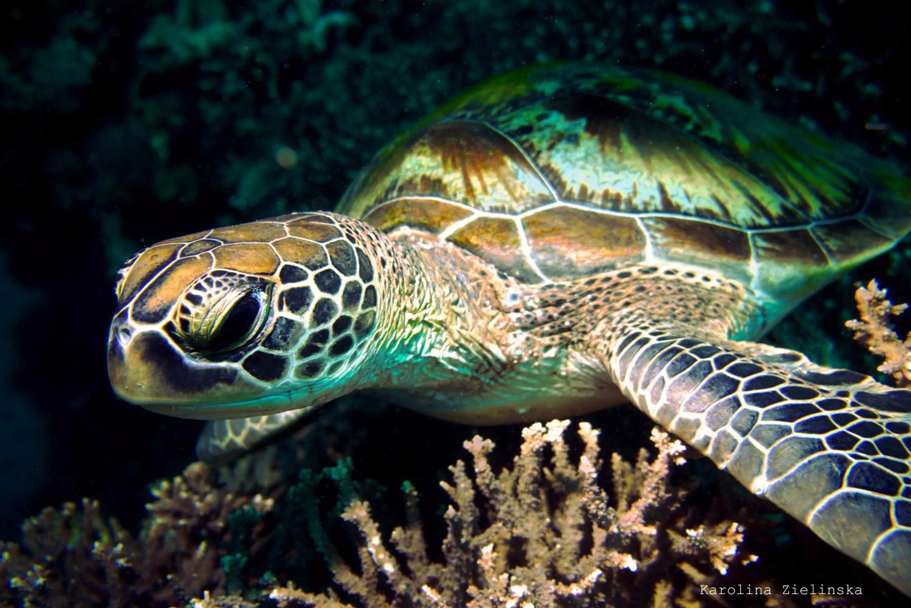 Diving in Nautilus Hostel & Hammocks
