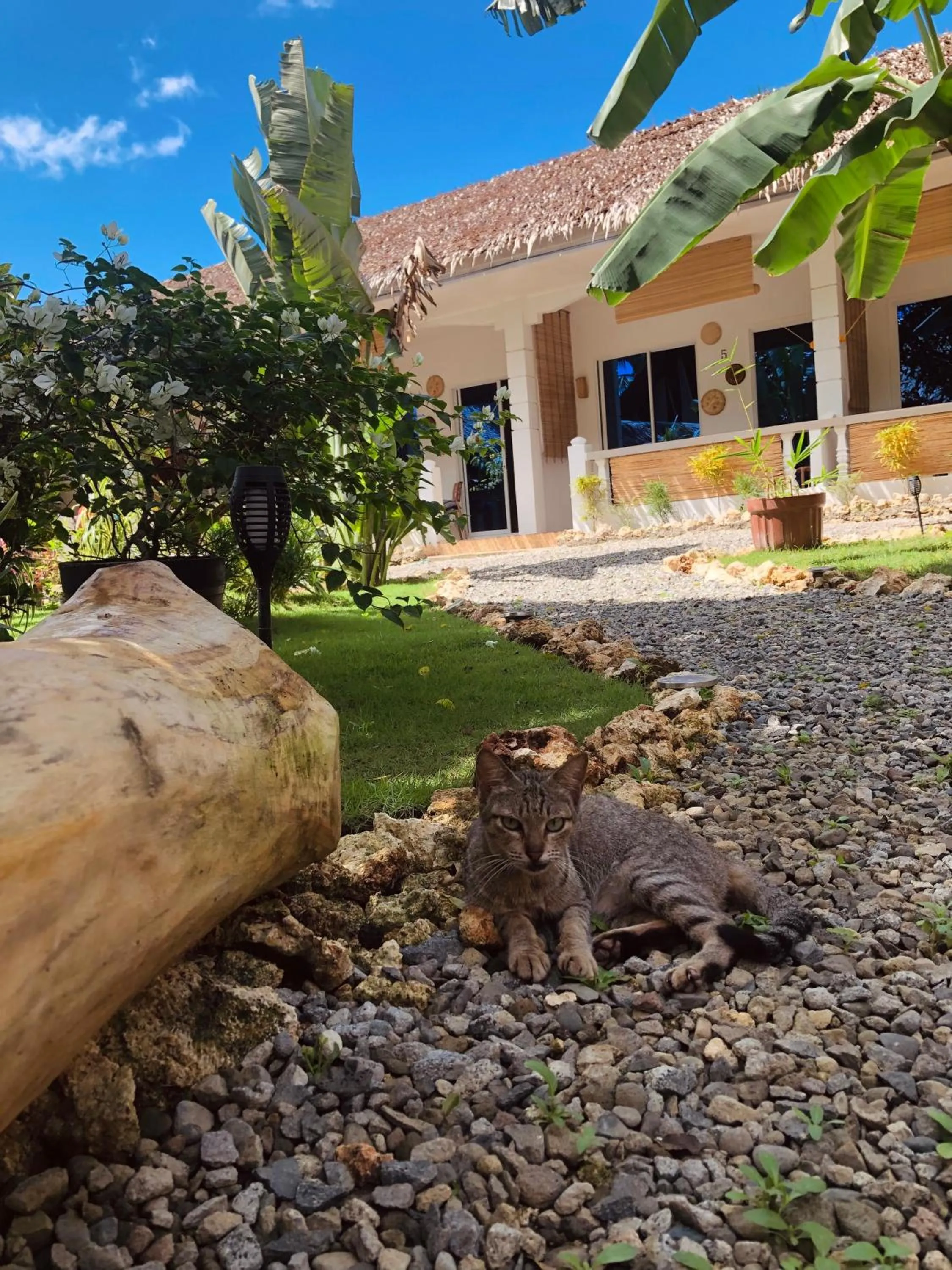 Garden in Nautilus Hostel & Hammocks