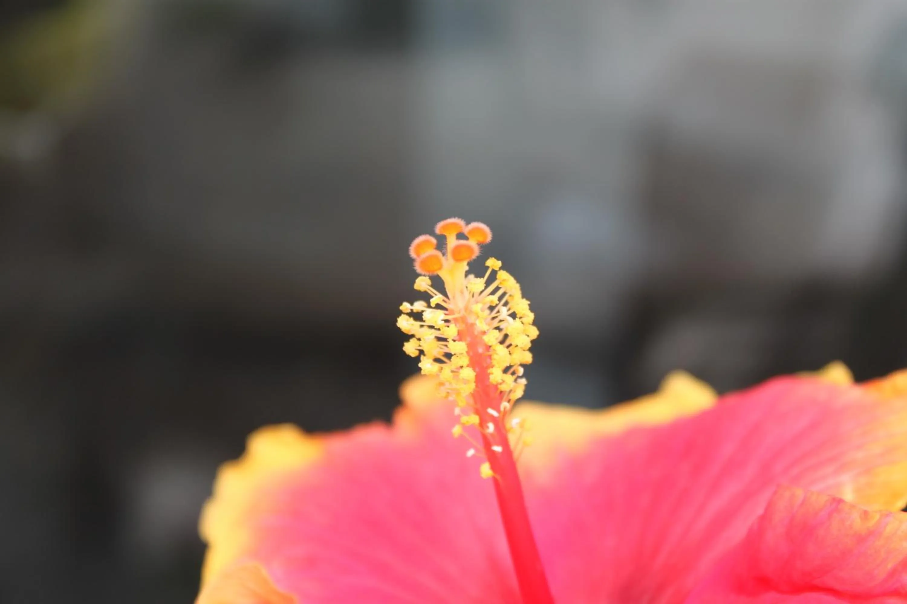 Garden in Rene's B&B