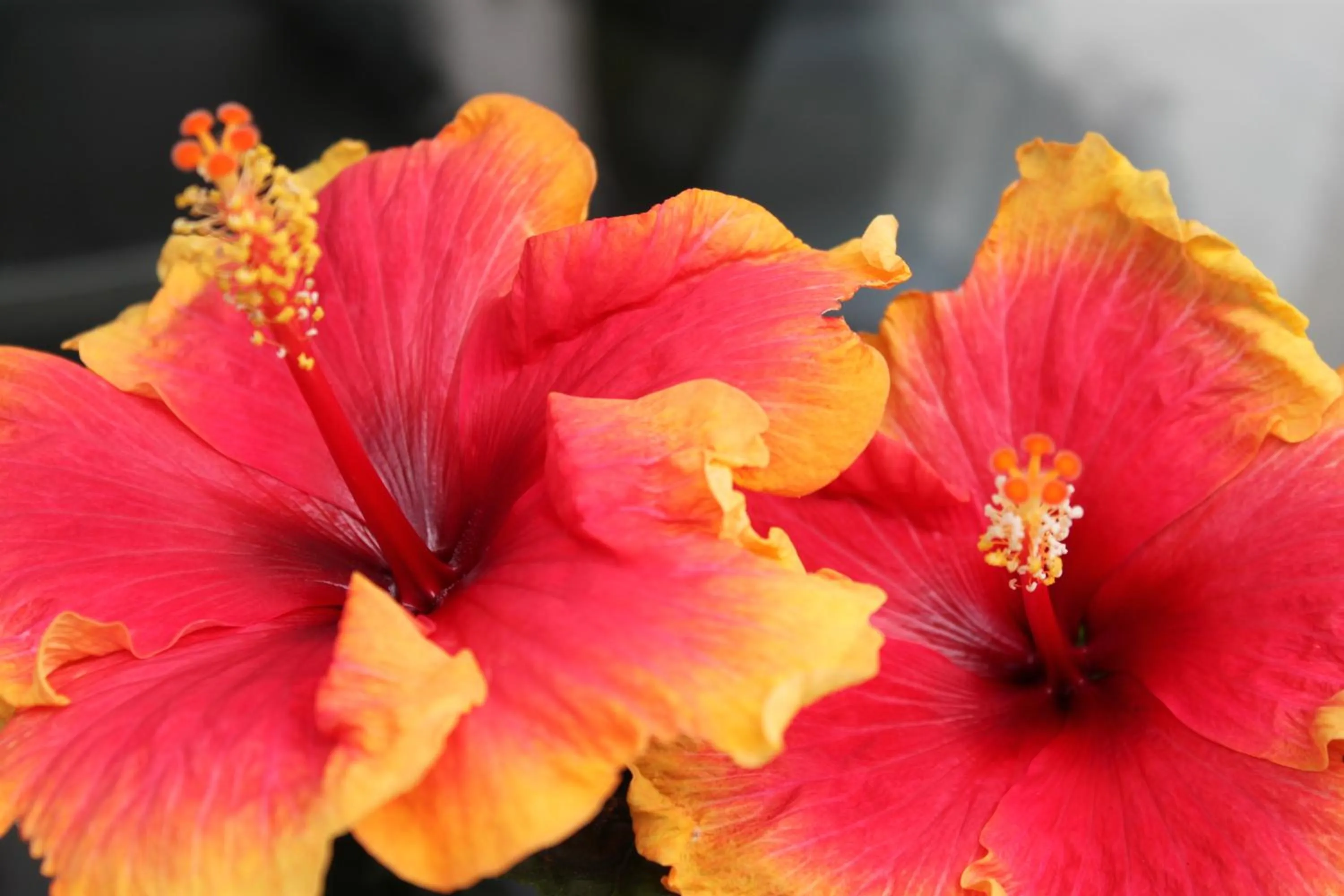 Garden in Rene's B&B