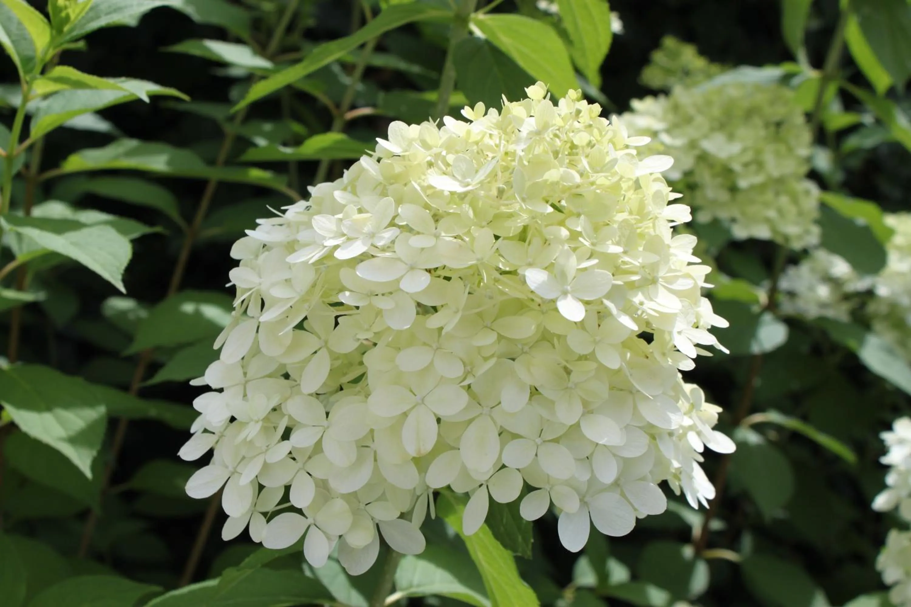 Garden view in Rene's B&B