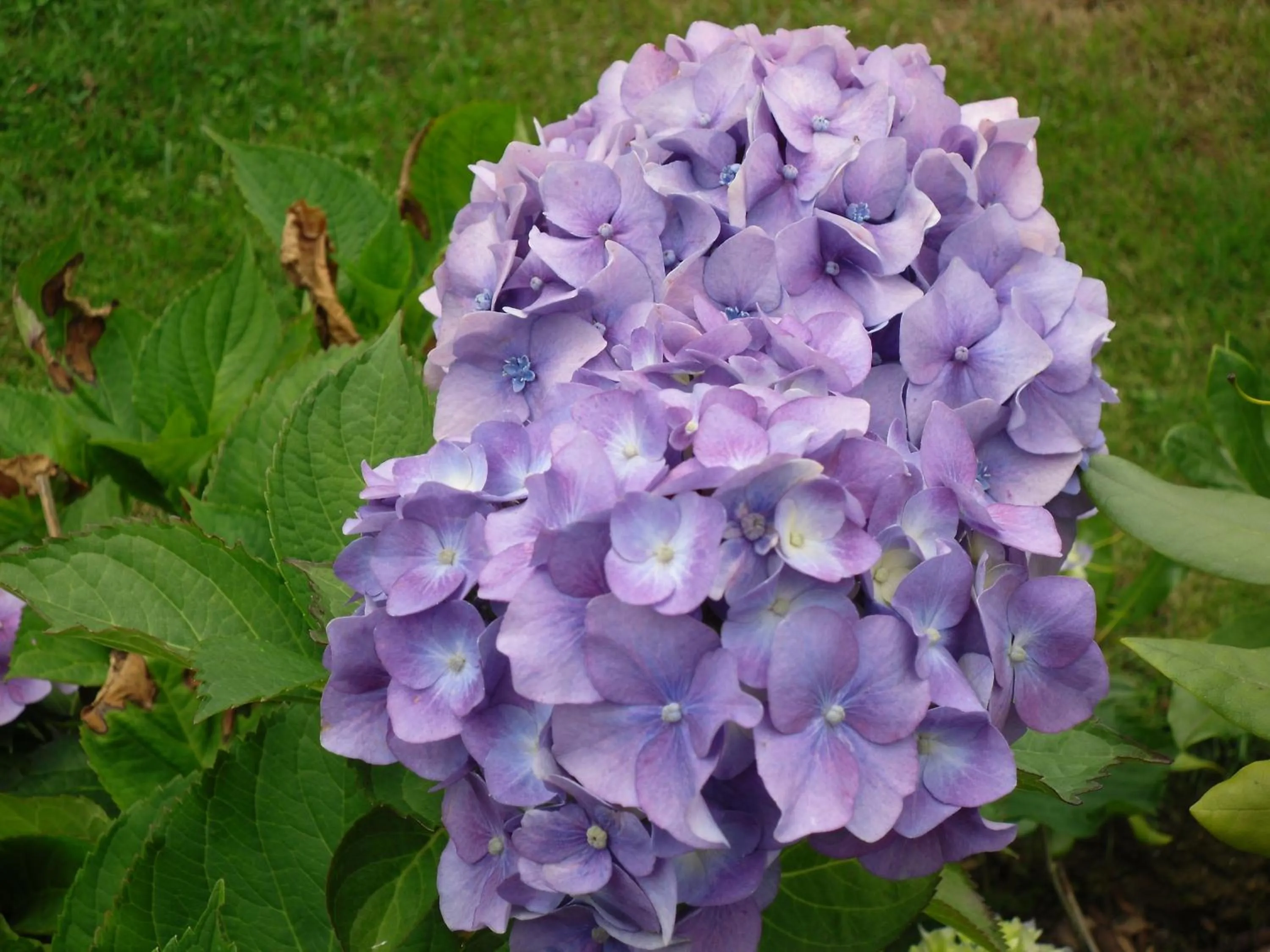 Garden view in Rene's B&B