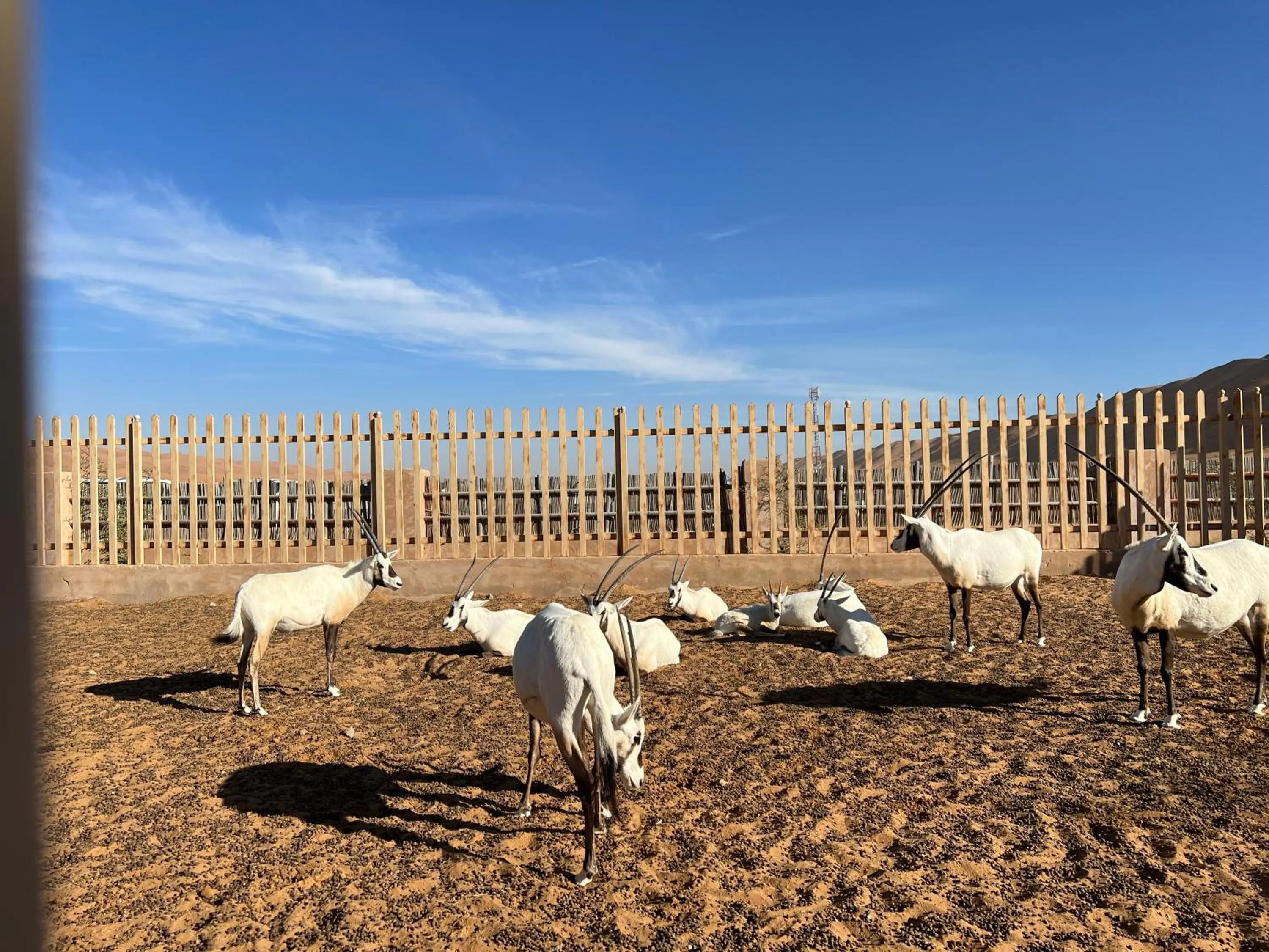 Animals in Arabian Oryx Camp