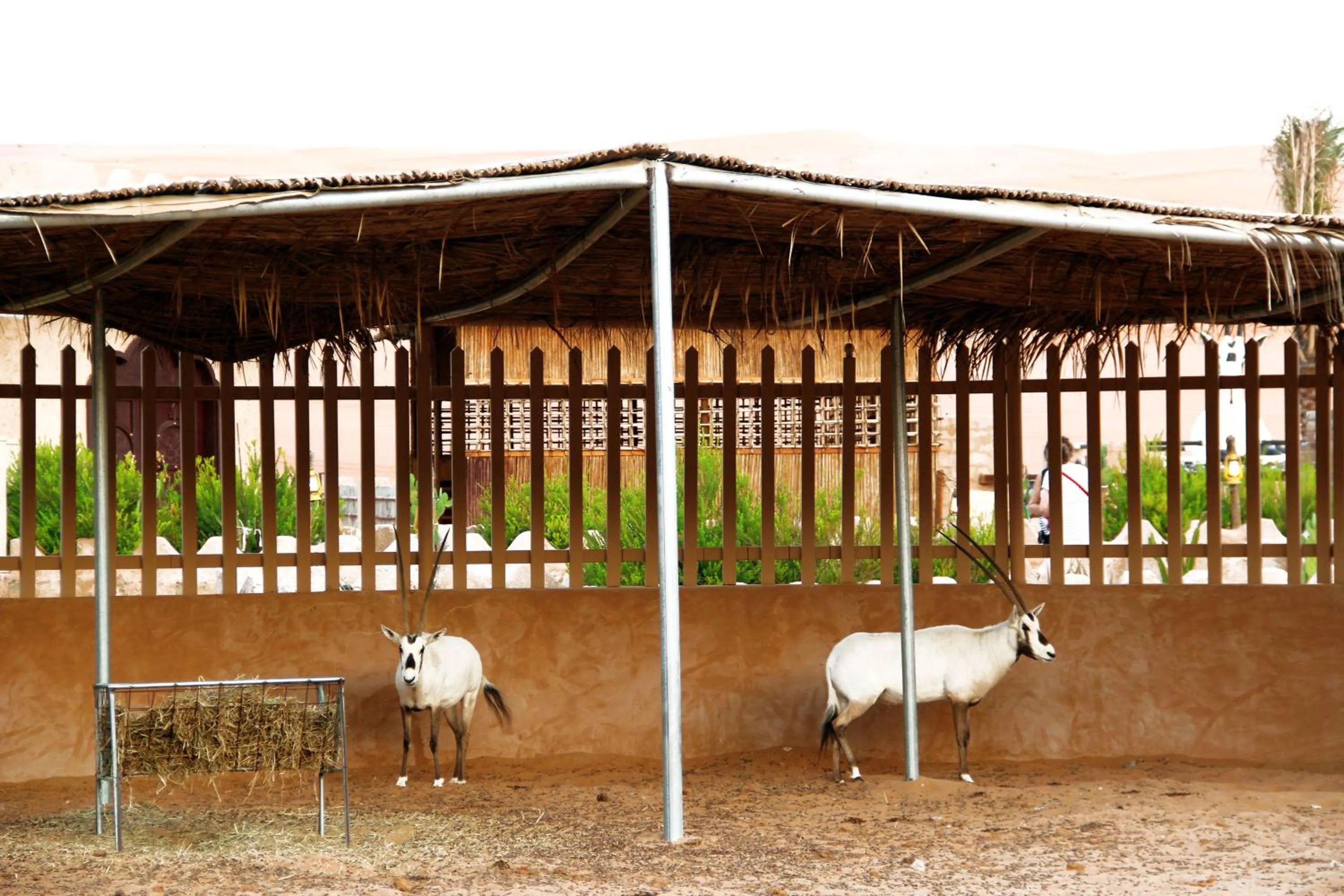 Animals in Arabian Oryx Camp