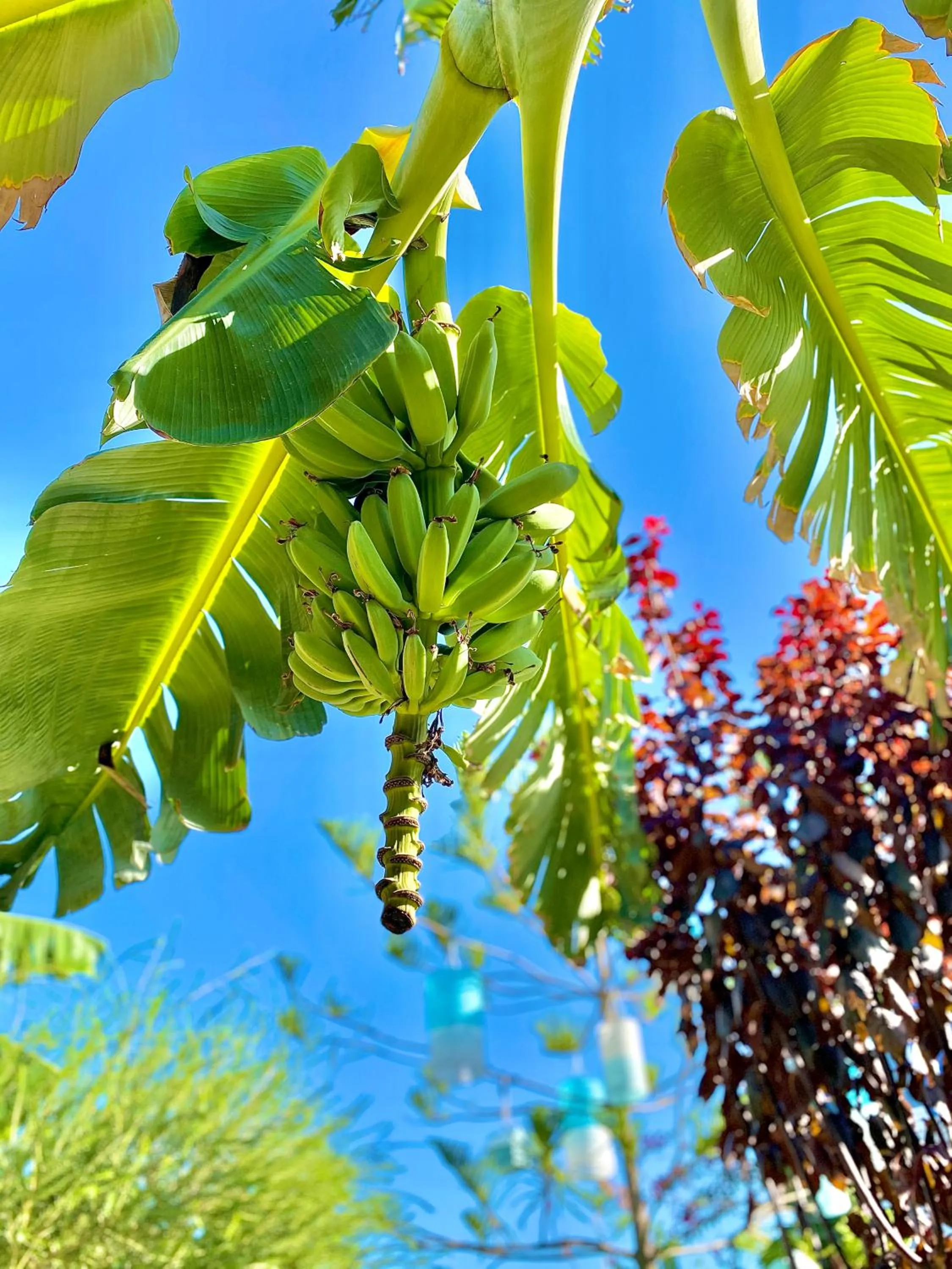 Garden in Alacati Kayezta Hotel