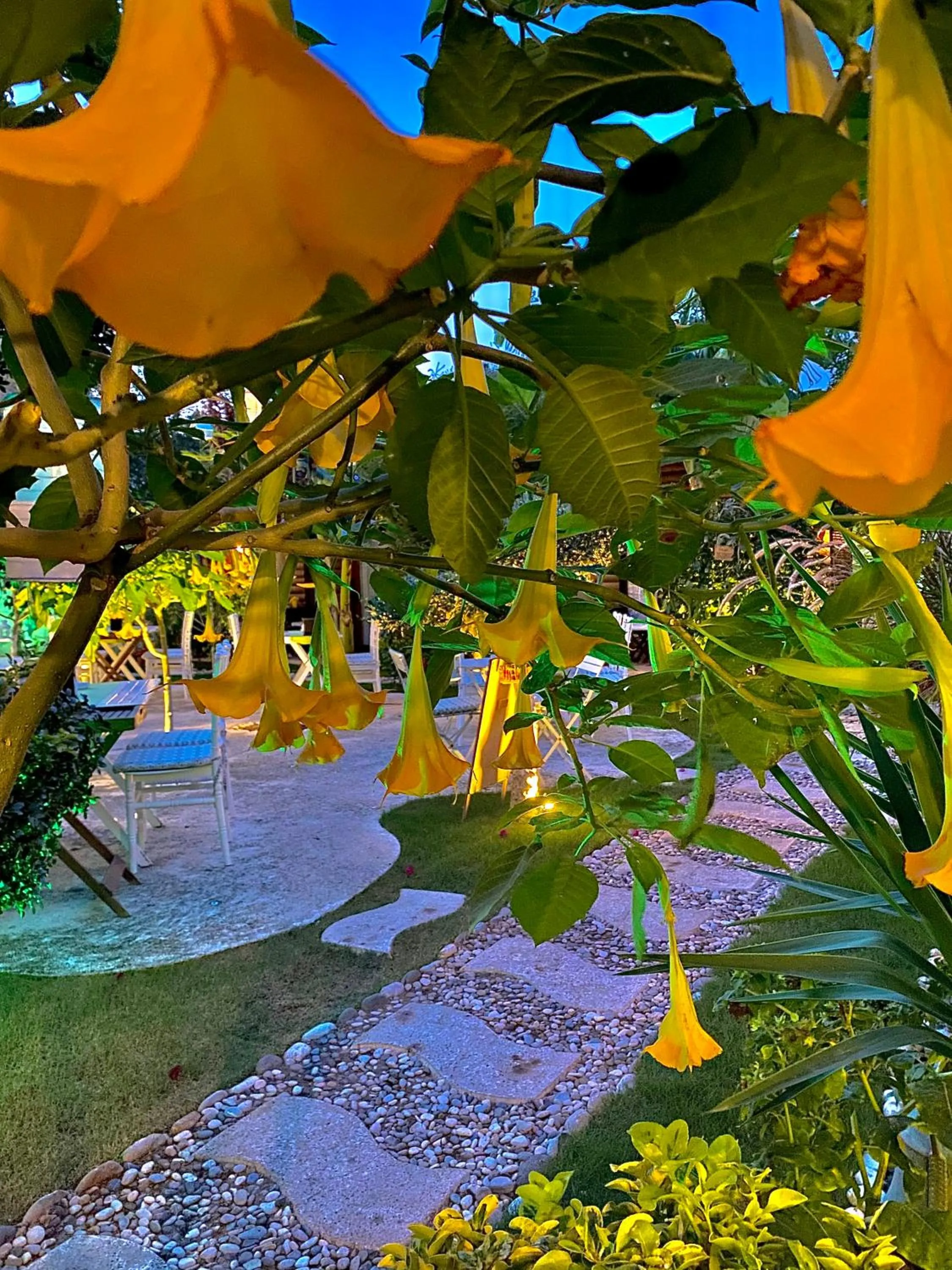 Garden in Alacati Kayezta Hotel