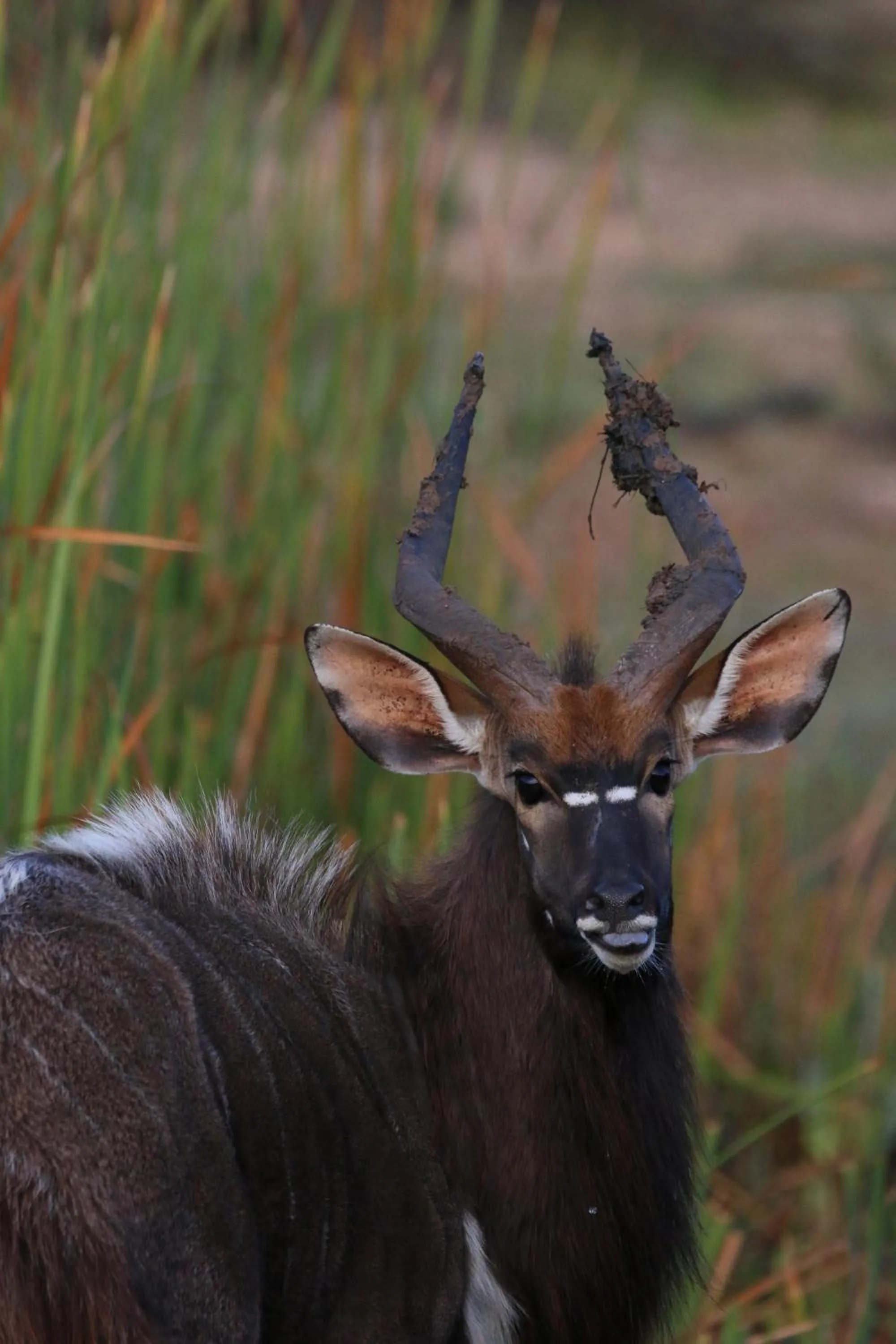Animals in Garden Route Safari Camp