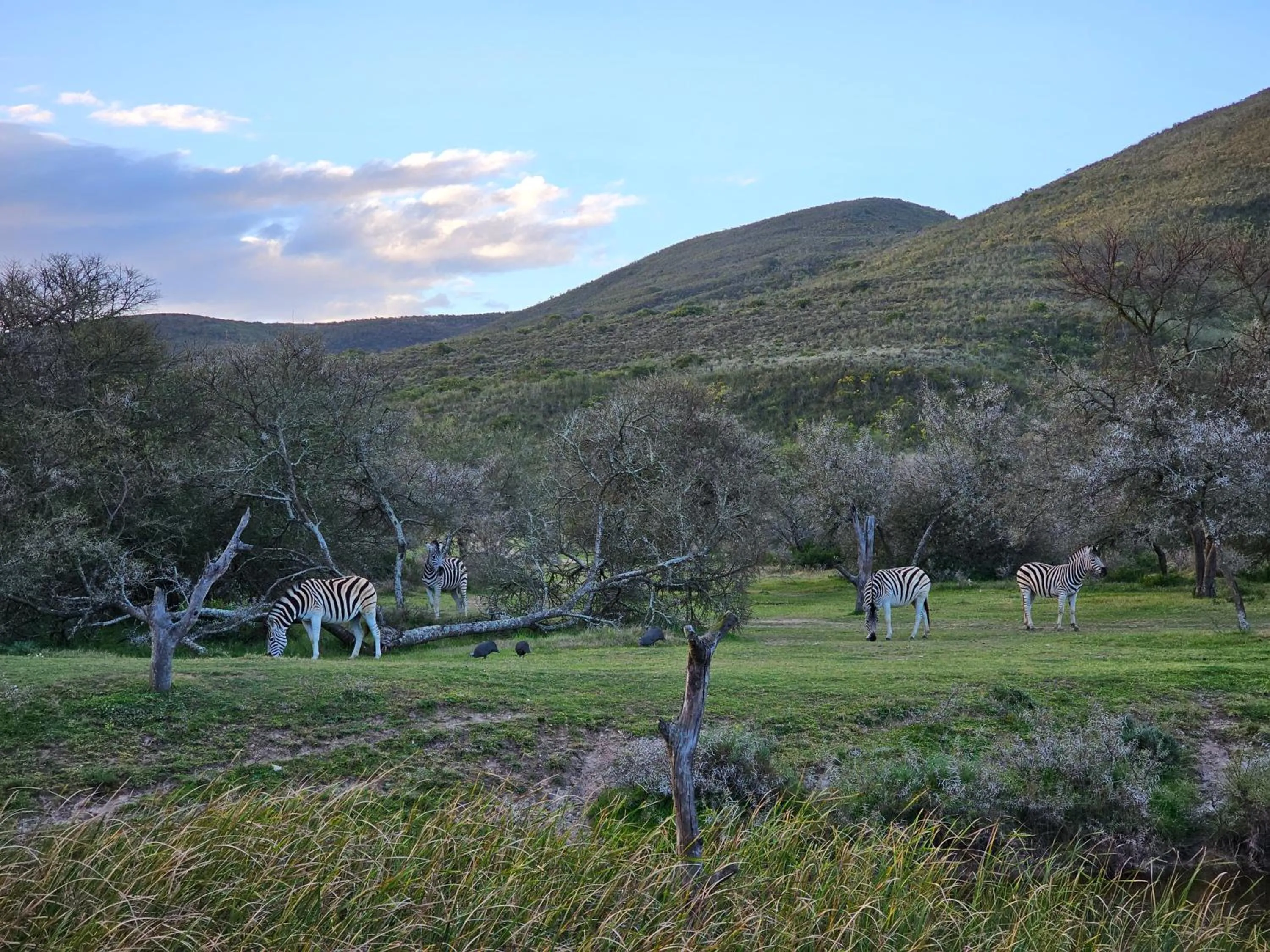Spring in Garden Route Safari Camp